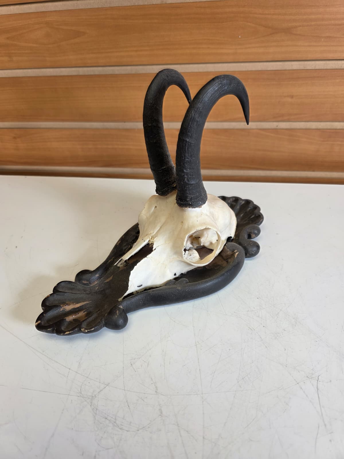 Jtv309 - Chamois Head Skull – Taxidermy Specimen (Incomplete)