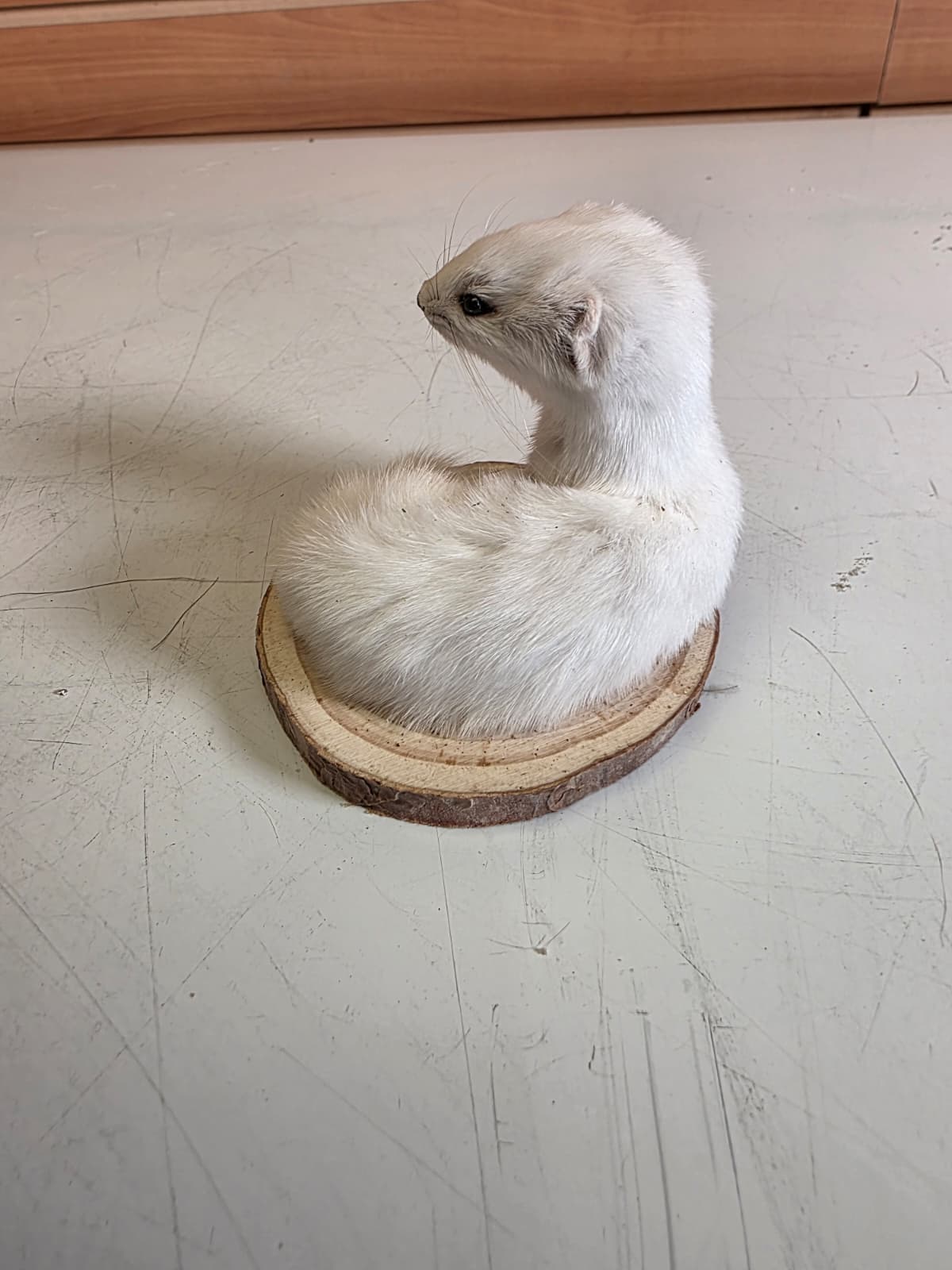 Fhck157 - Beautiful Adorable Weasel Ermine Small Animal Taxidermy
