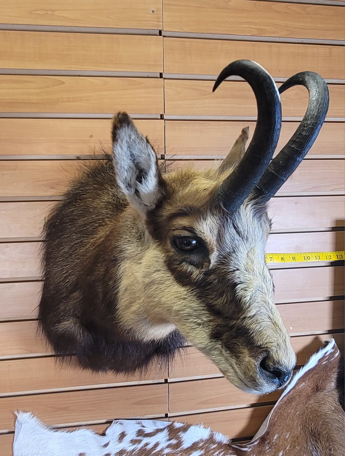 FHGOA301 - Chamois Head – Taxidermy Mount