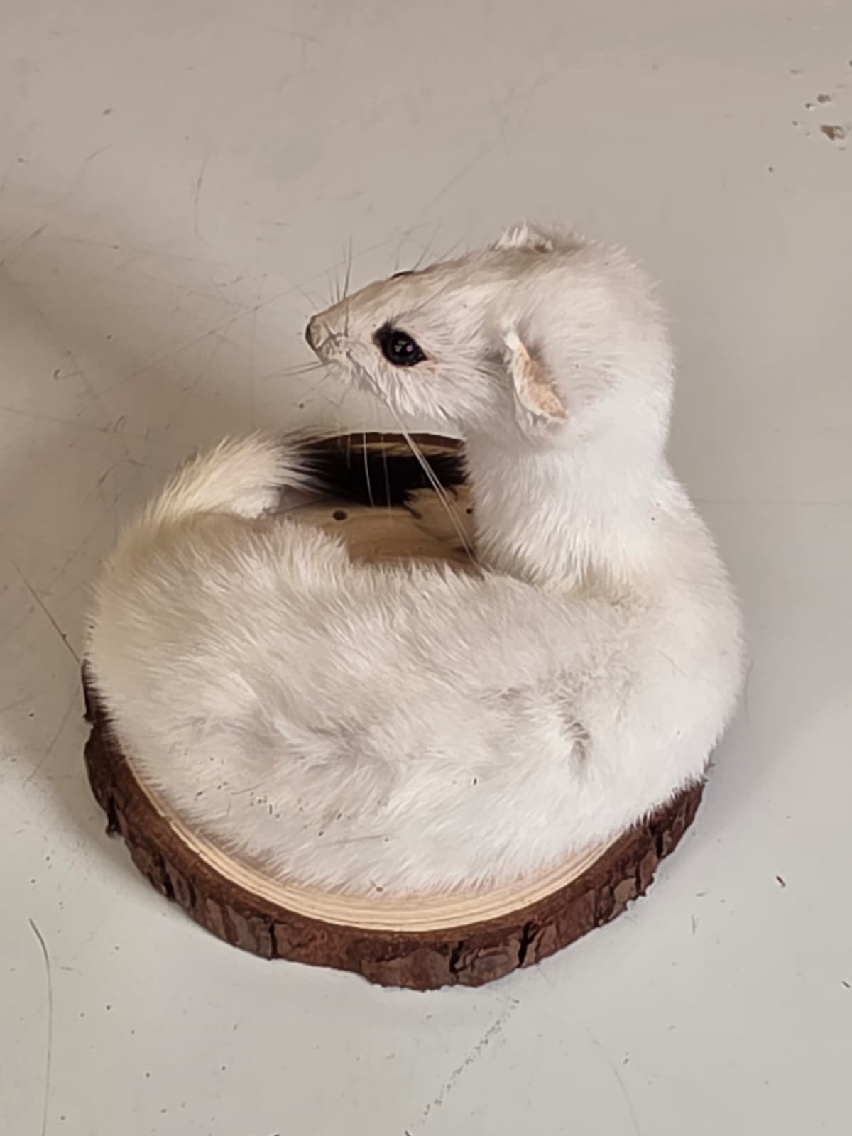 Fhck160 - Beautiful Adorable Weasel Ermine Small Animal Taxidermy