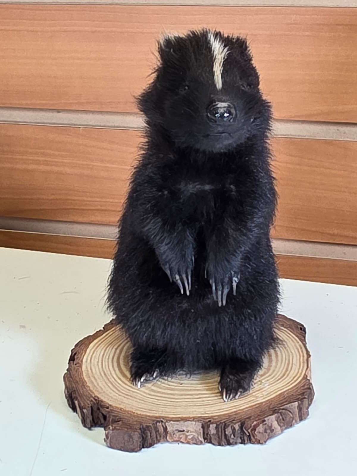 FHCK143 - baby skunk taxidermy mount