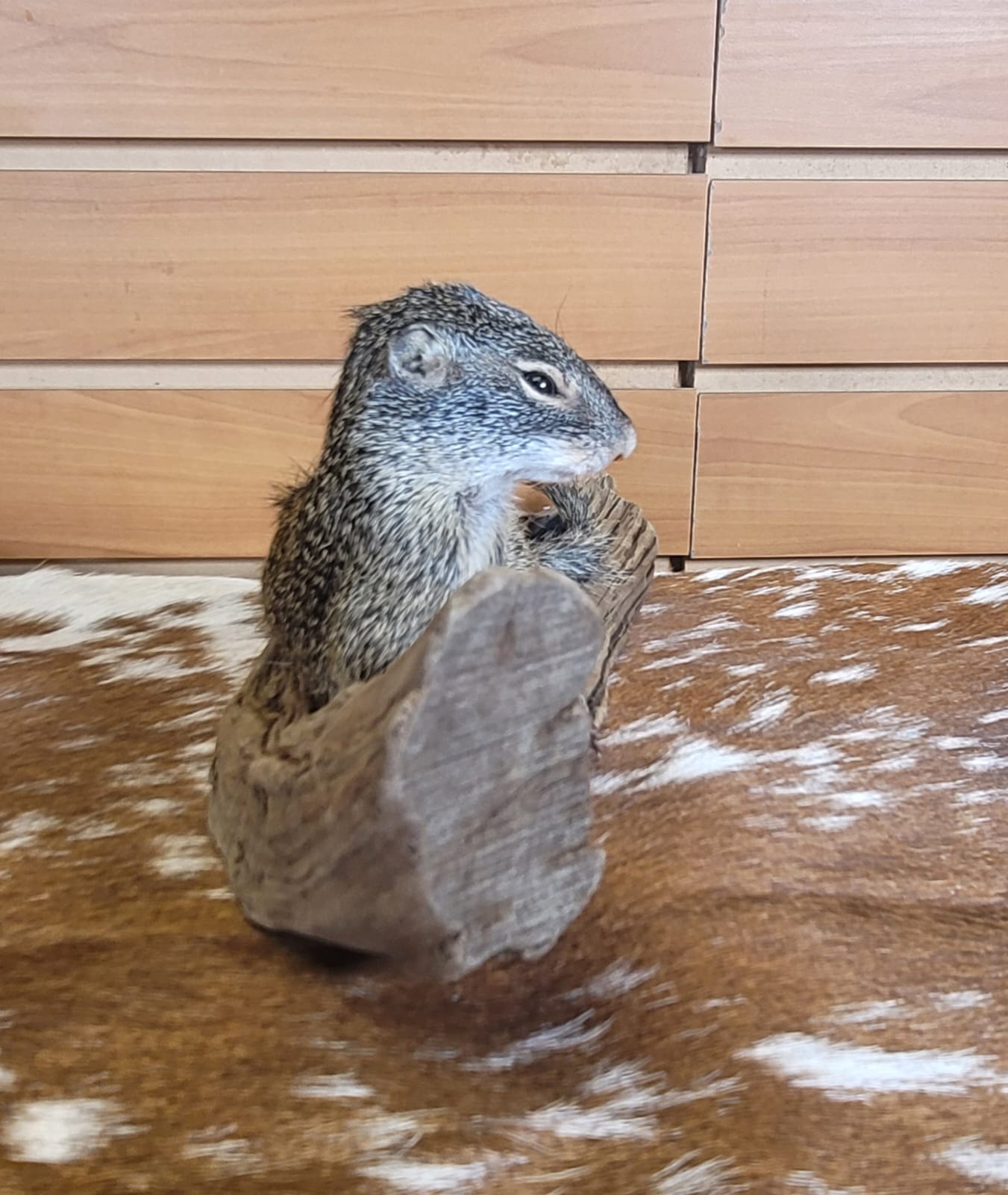 FHSQ306 - Franklin’s Ground Squirrel – Full Body Taxidermy Mount