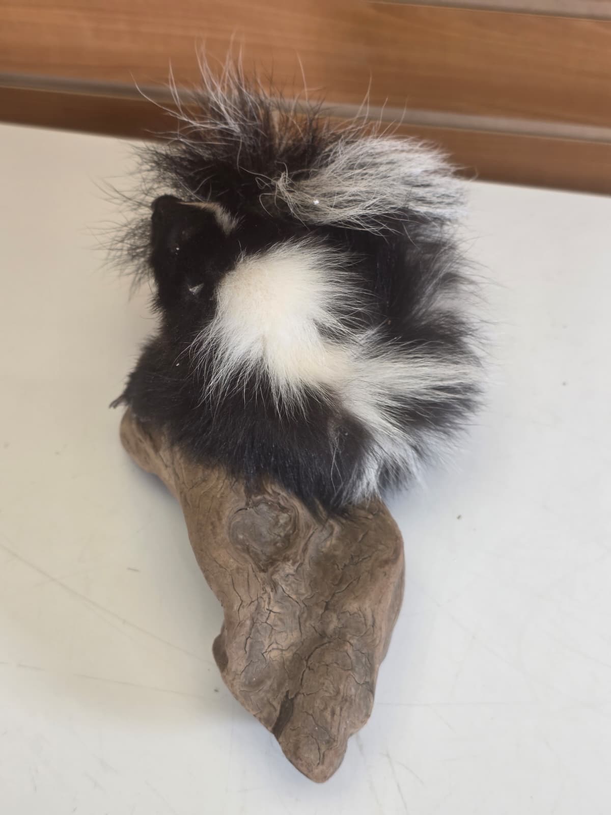 FHCK151 - baby skunk taxidermy mount