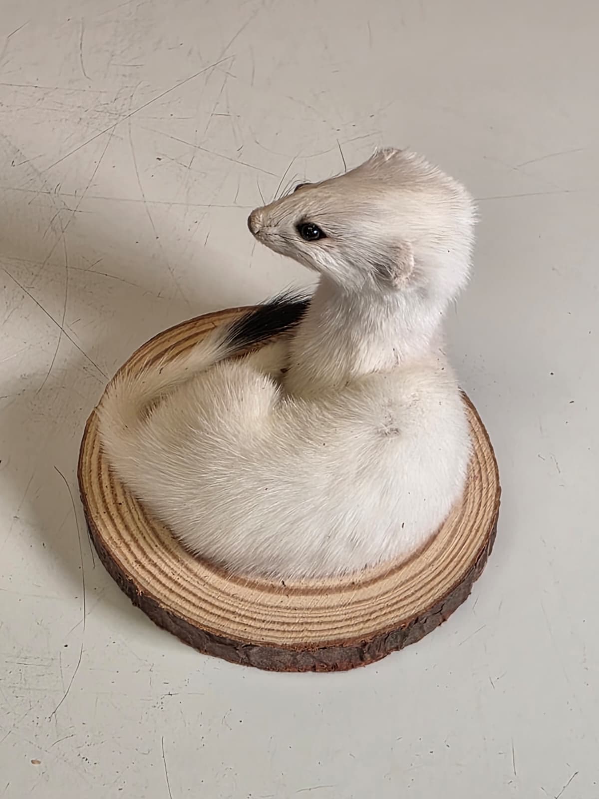 Fhck162 - Beautiful Adorable Weasel Ermine Small Animal Taxidermy