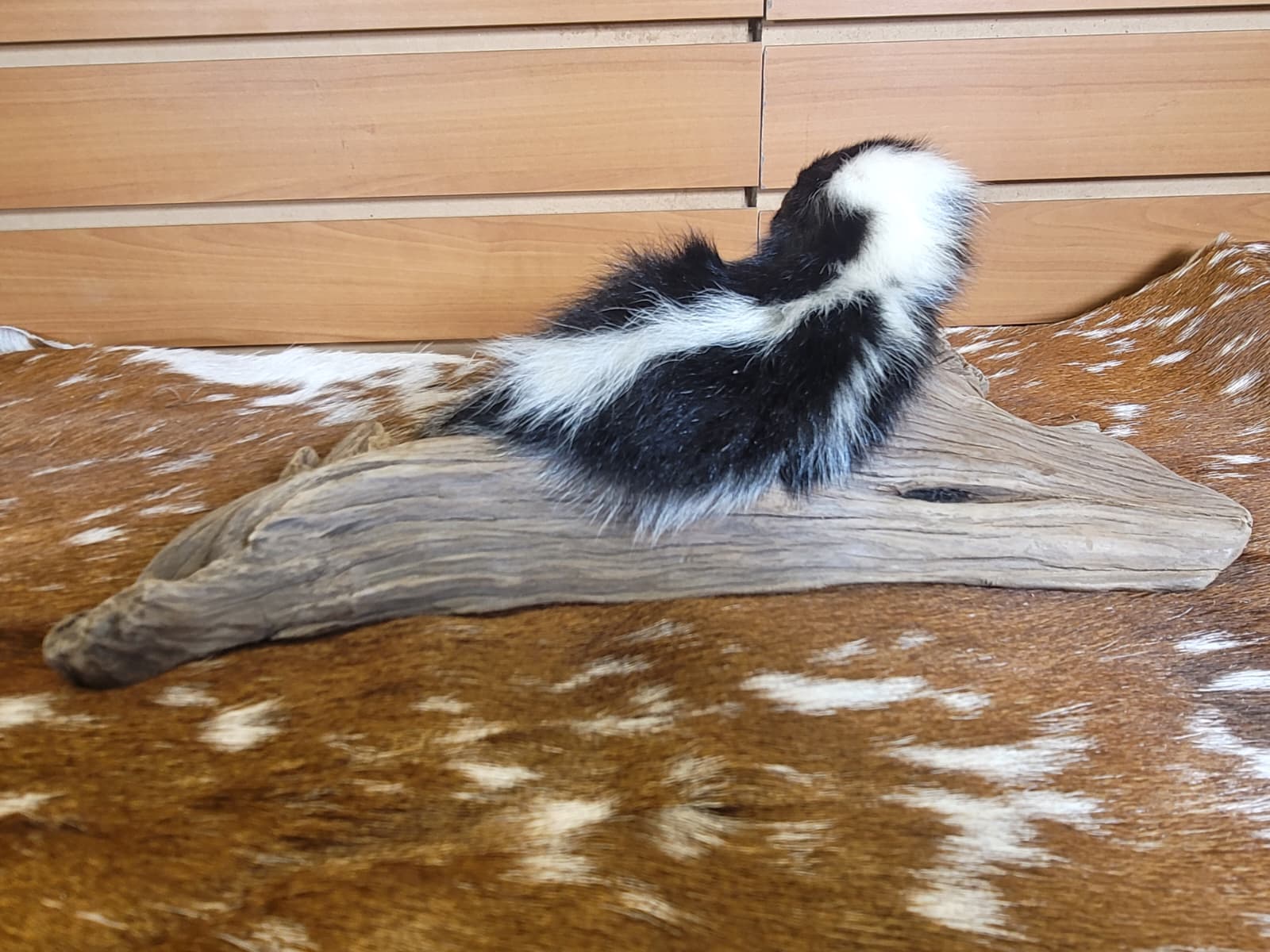 FHSKU314 - Full-Body baby Skunk Taxidermy Mount