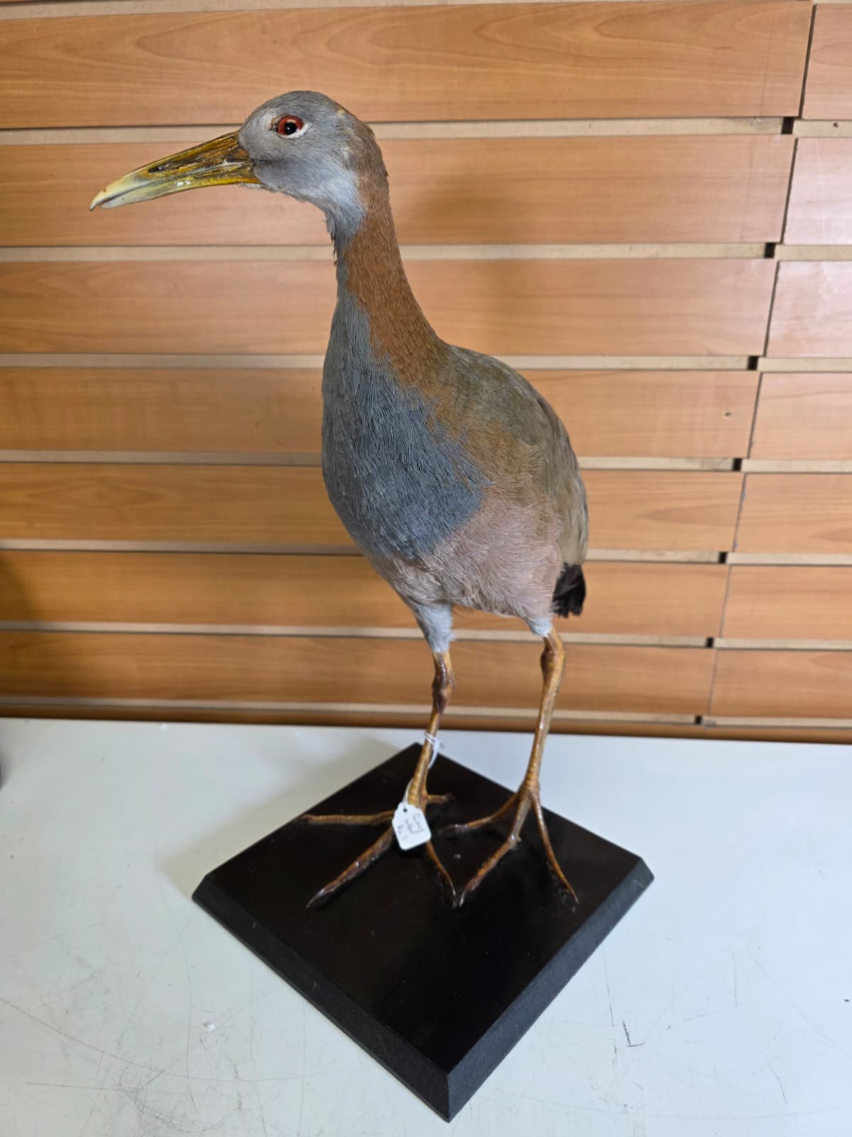 Jtv316 - Giant Wood Rail Taxidermy Mount – 16 Inches Tall