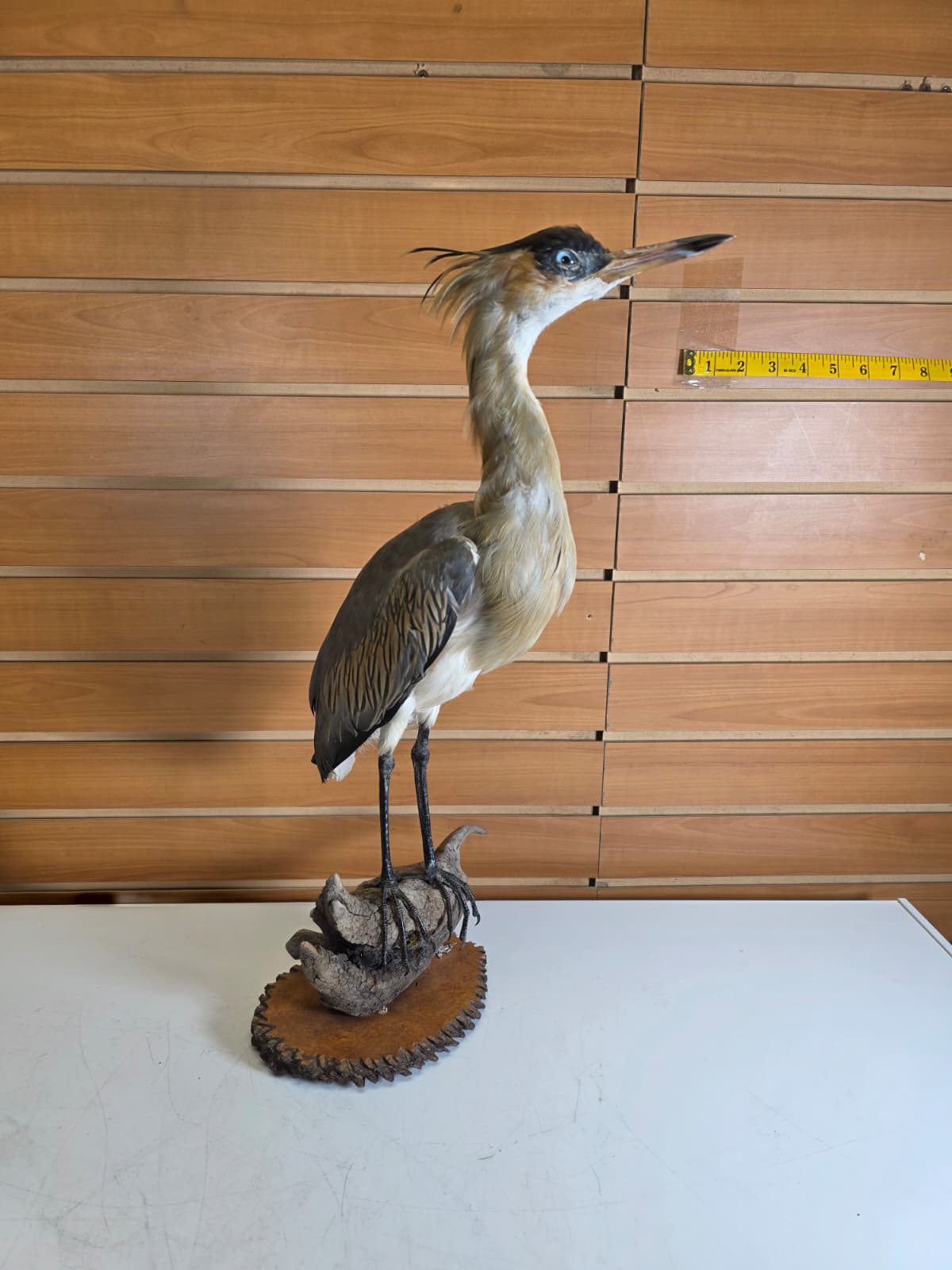 Fhab34 - Whistling Heron – Taxidermy Mount