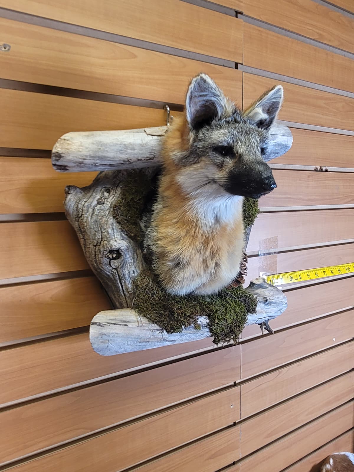 FHGF300 - Gray Fox – Taxidermy Mount