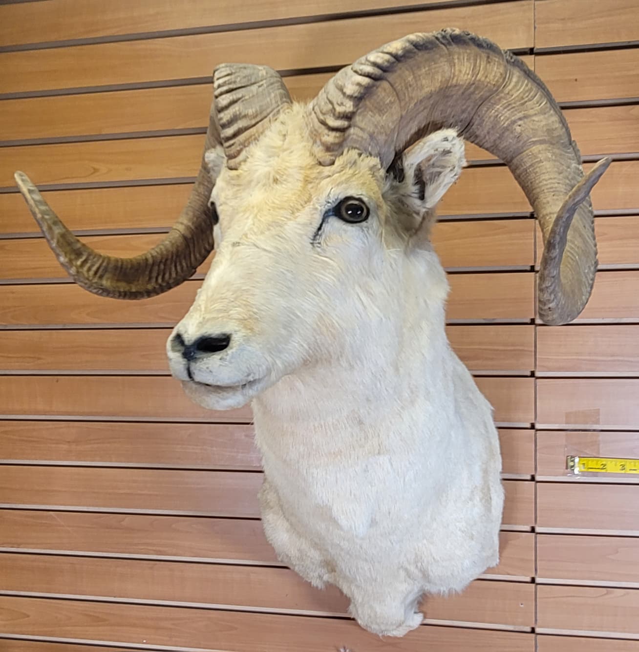 FHRAM302 - Dall Sheep Head – Taxidermy Mount