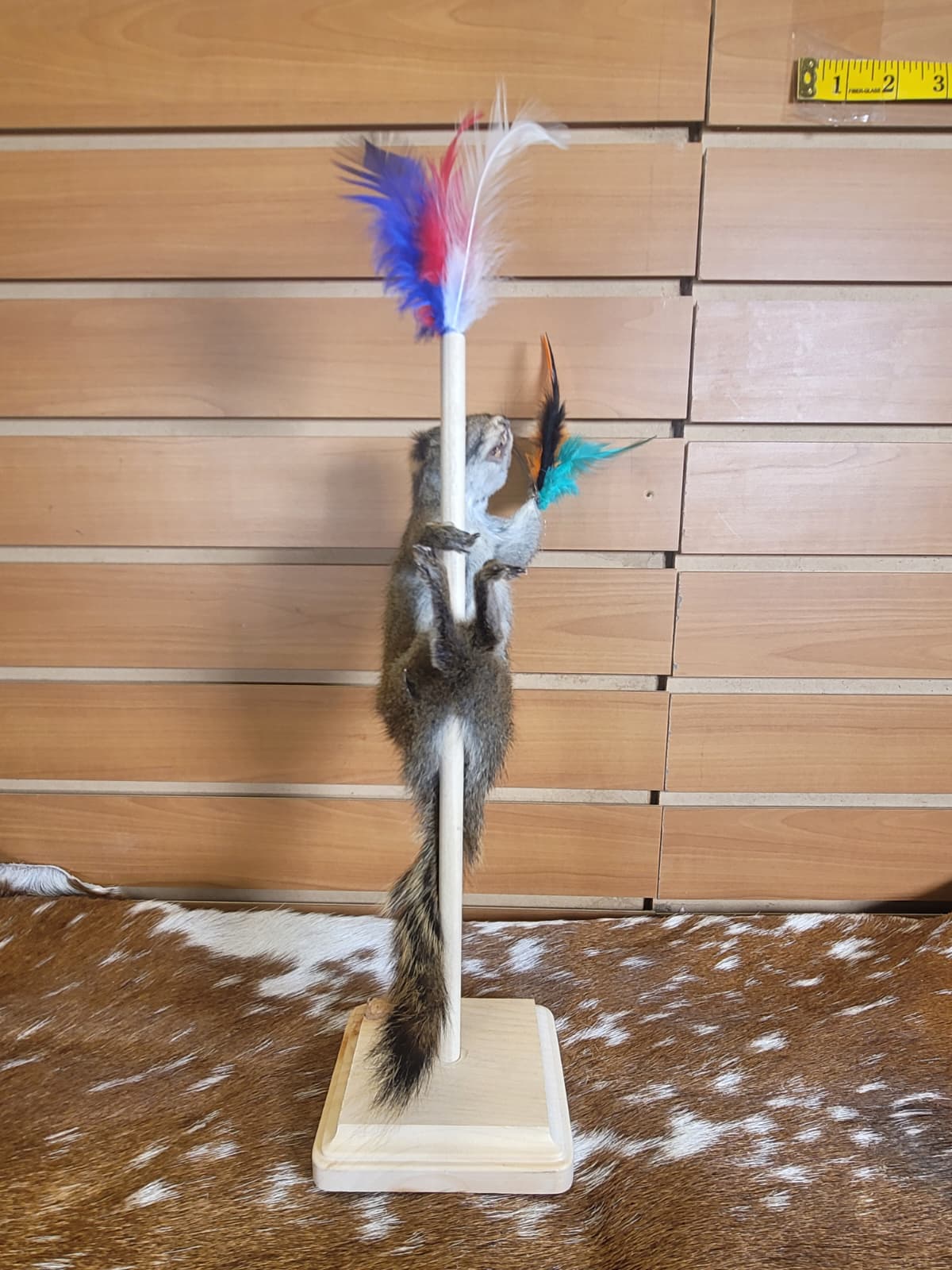FHSQ301 - Stripping American Red Squirrel Taxidermy Mount