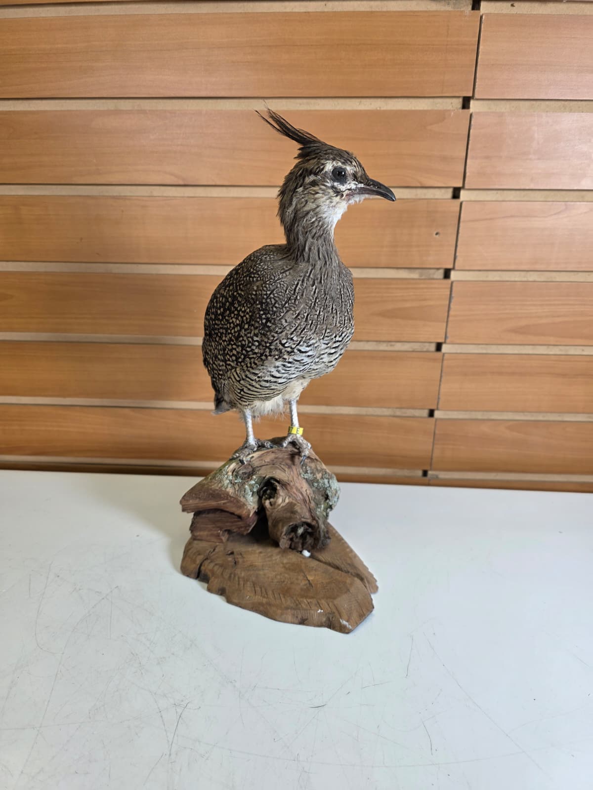 Jtv311 - Crested Tinamou – Taxidermy Mount
