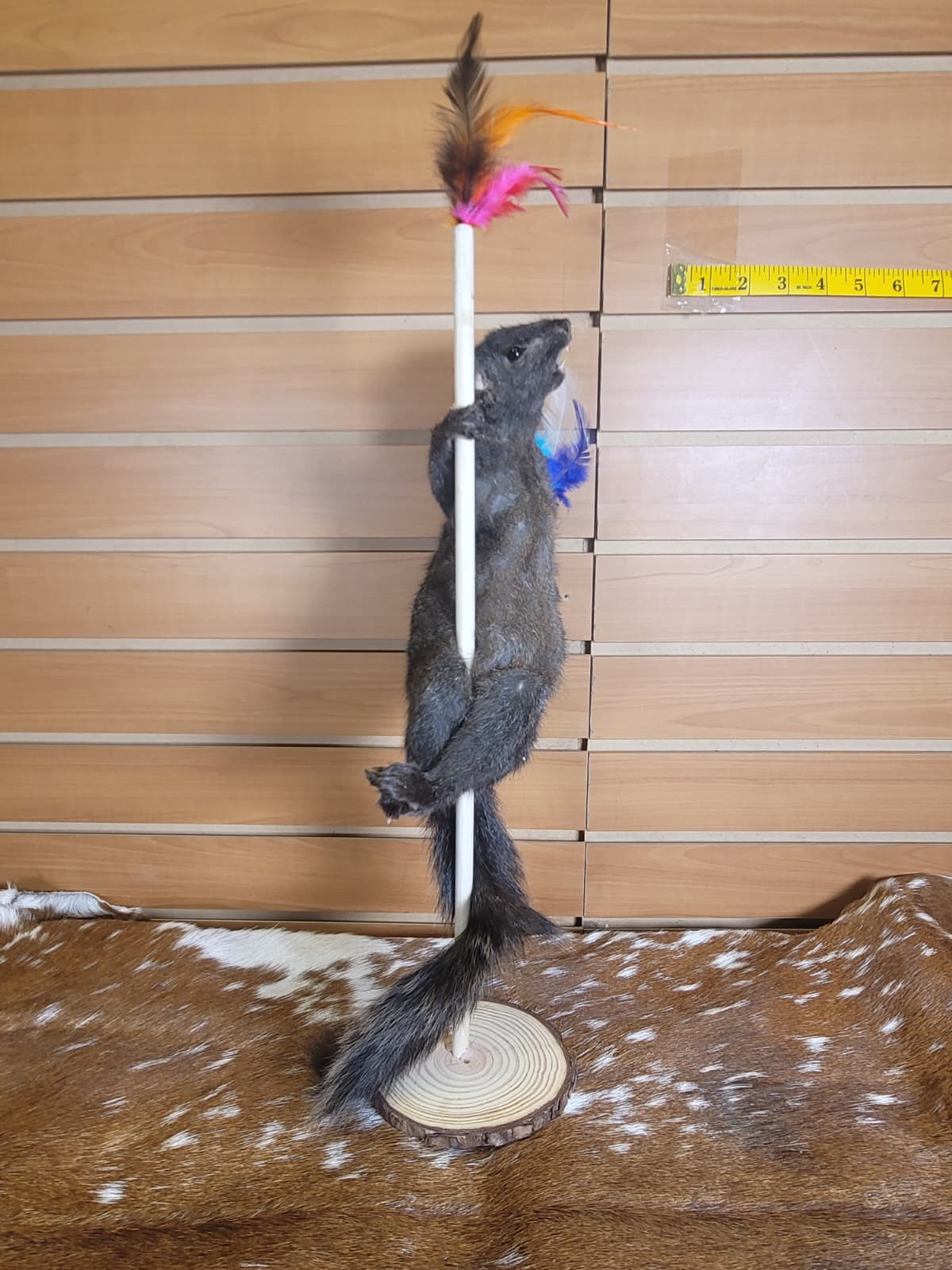 FHSQ305 - Stripping American red squirrel taxidermy mount