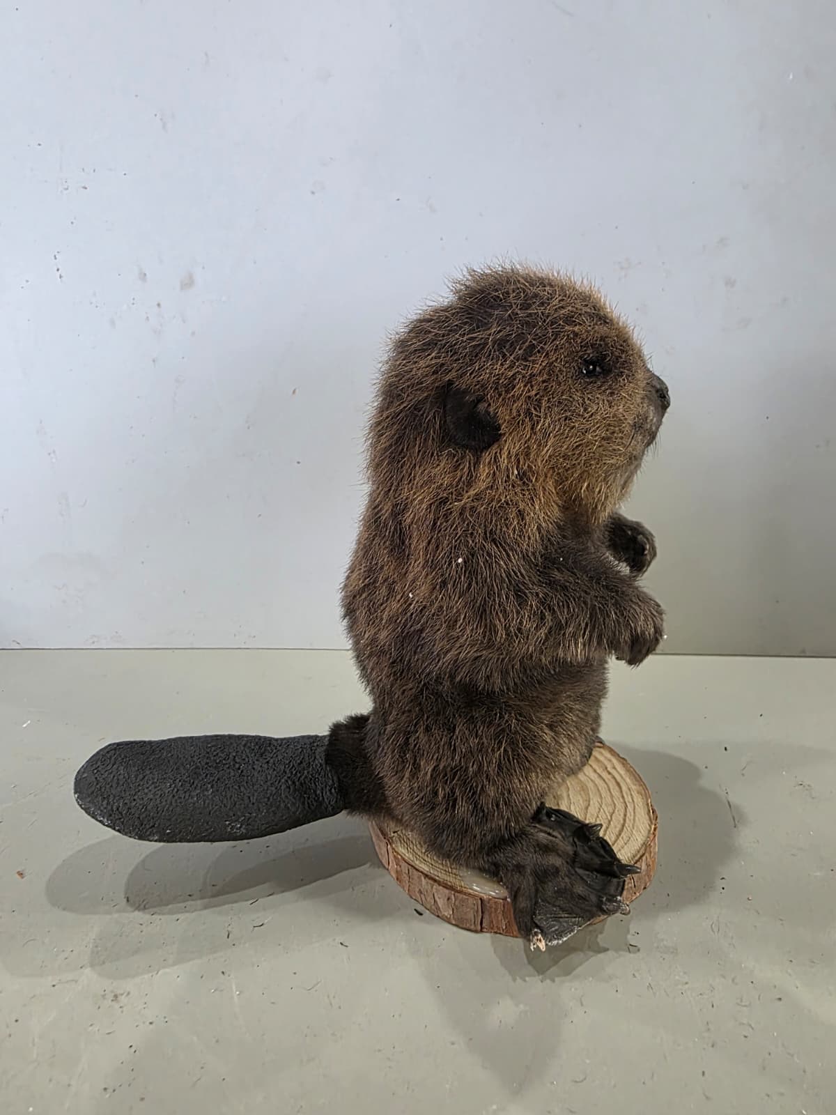 Fhck172 - Baby Beaver Taxidermy Mount – Lifelike Woodland Display