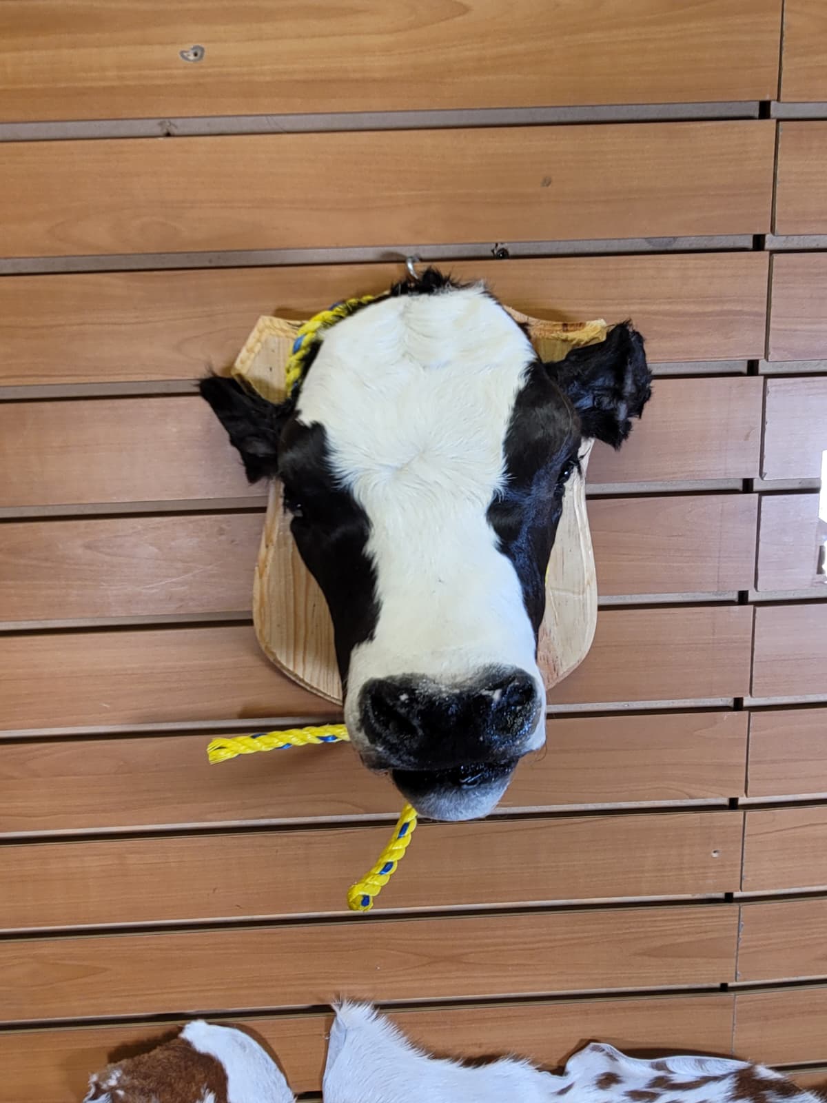FHCOW303 - Mounted Calf Head – Taxidermy