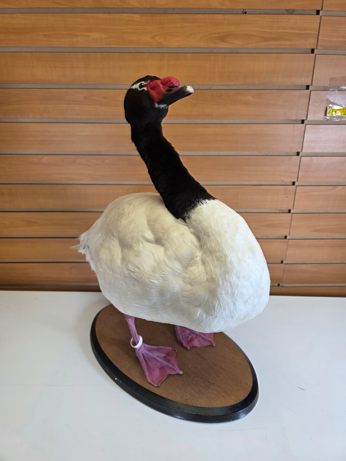 JTV302 - Taxidermy Black-Necked Swan – Arm Raised