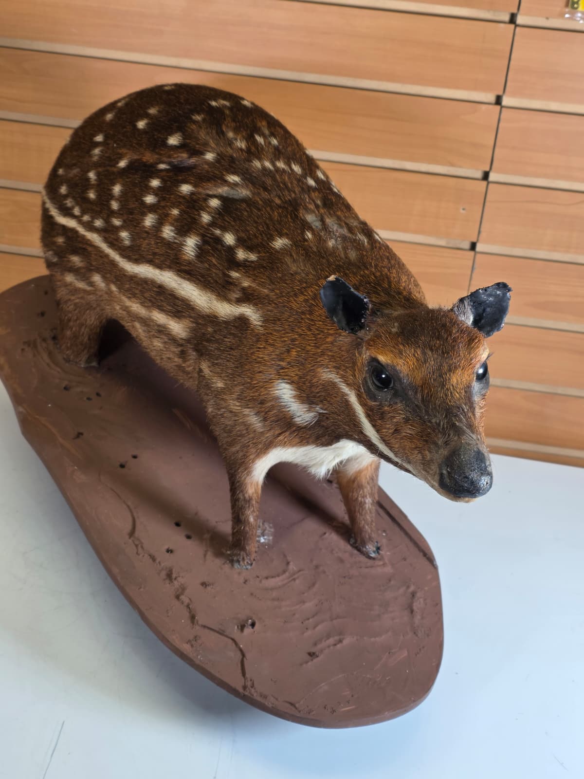 FHAB32 - Taxidermy Lowland Paca