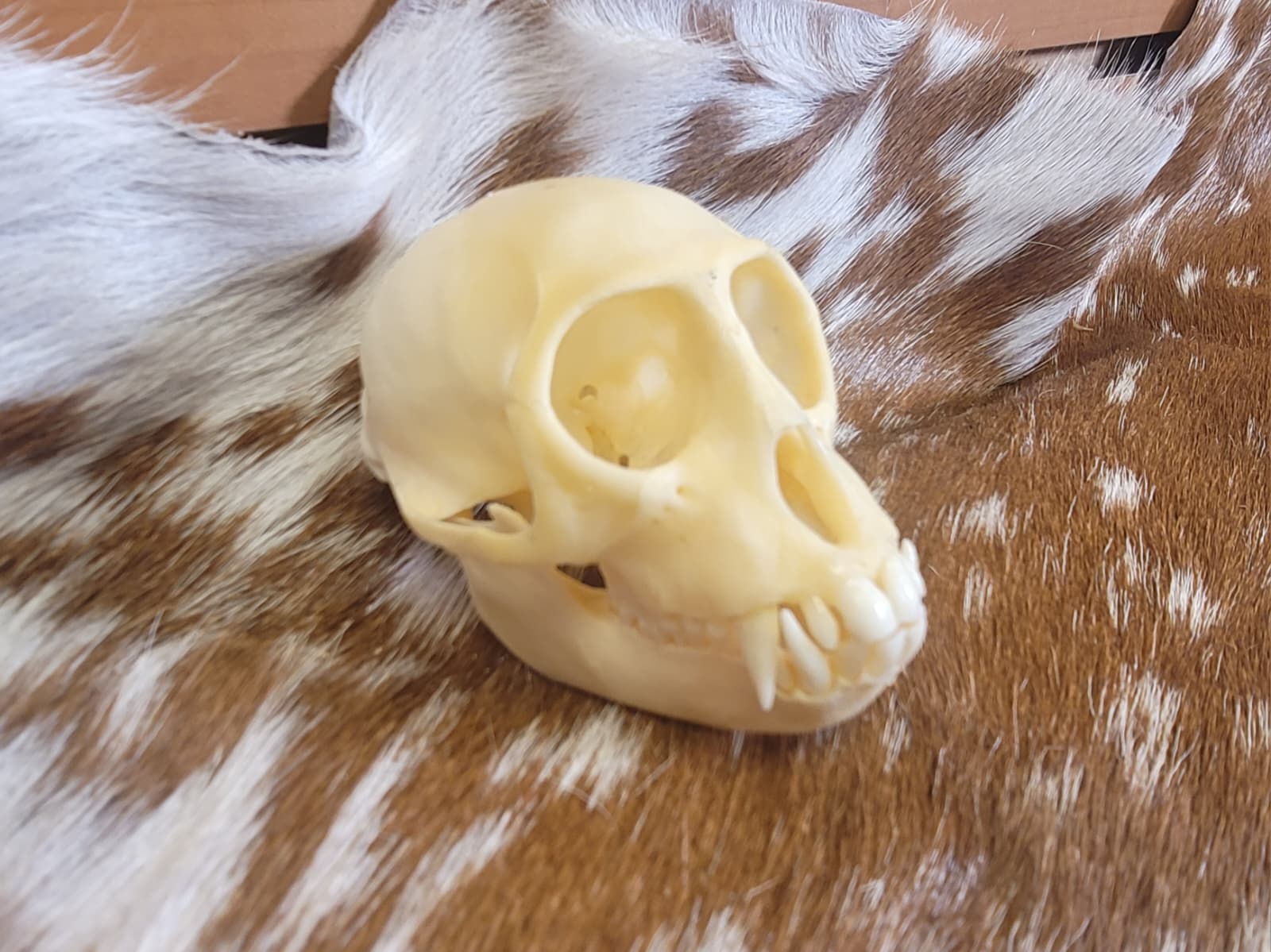 FHPS304 - Colobus Monkey taxidermy real skull