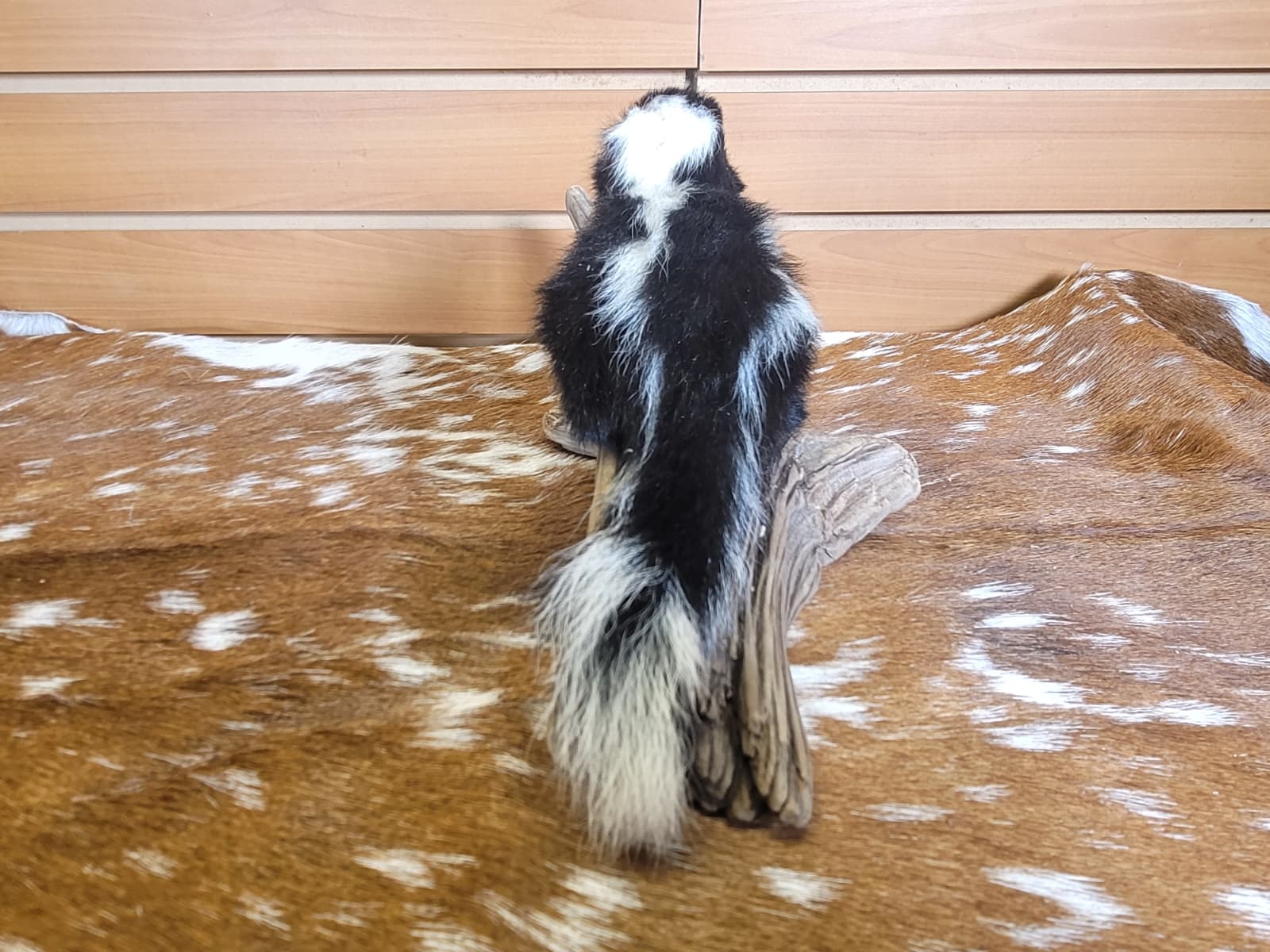 FHSKU312 - Full-Body baby Skunk Taxidermy Mount