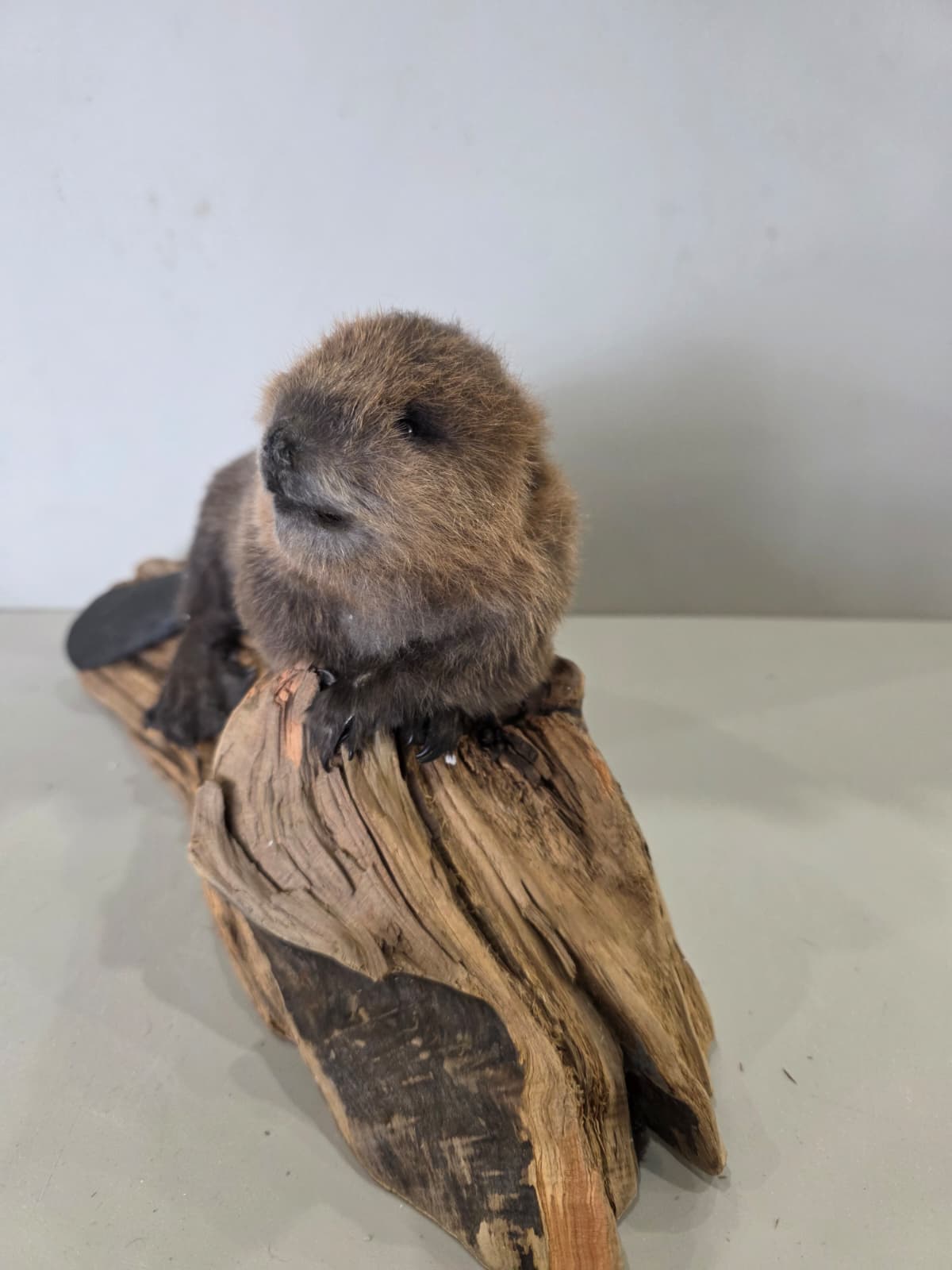 Fhck168 - Baby Beaver Taxidermy Mount – Lifelike Woodland Display