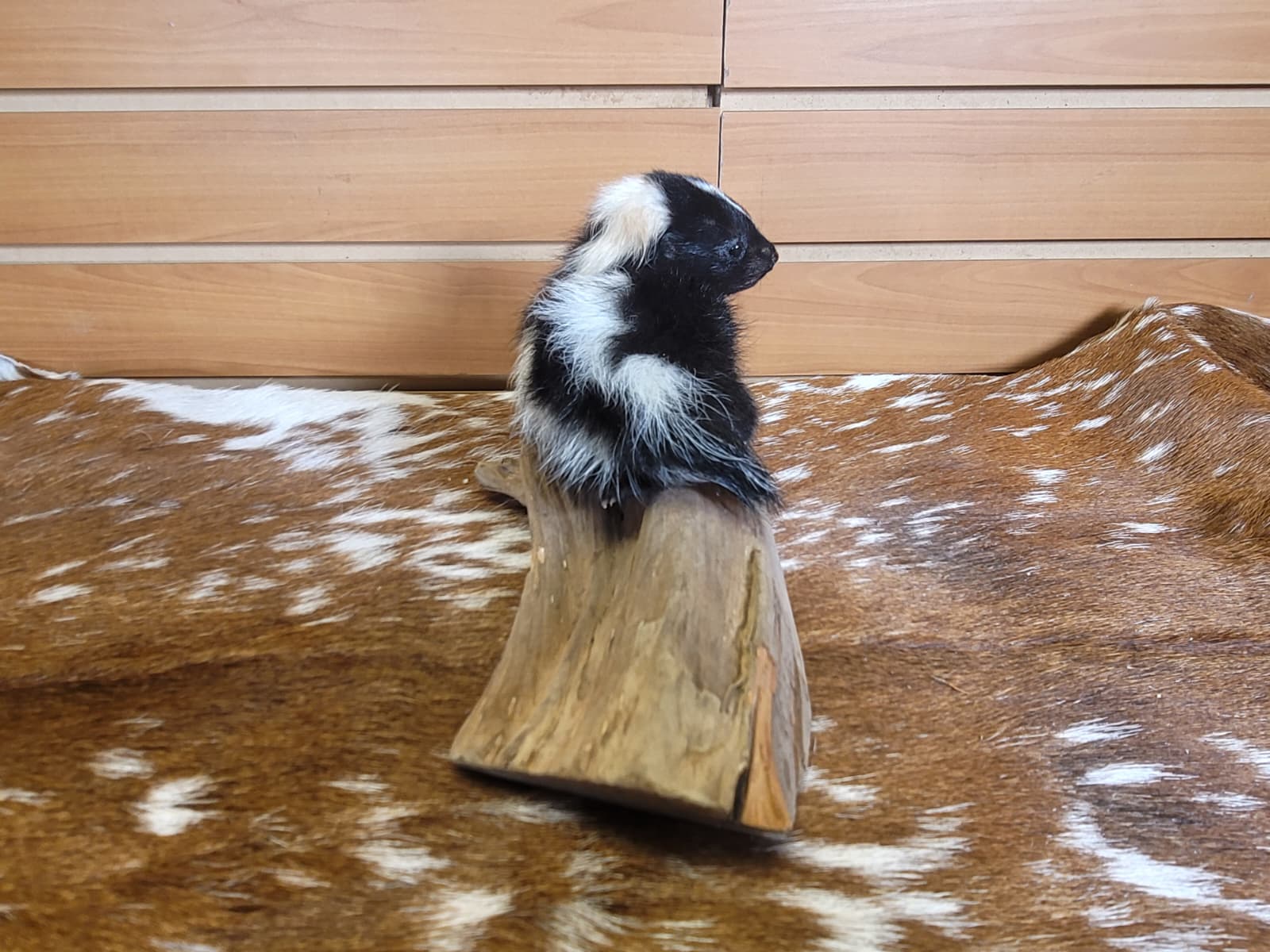 FHSKU311 - Full-Body baby Skunk Taxidermy Mount