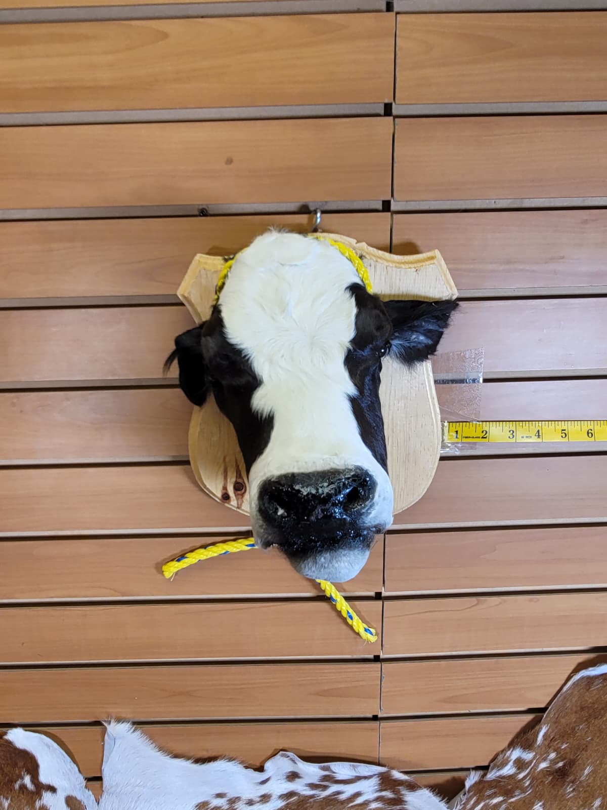 FHCOW306 - Mounted Calf Head – Taxidermy