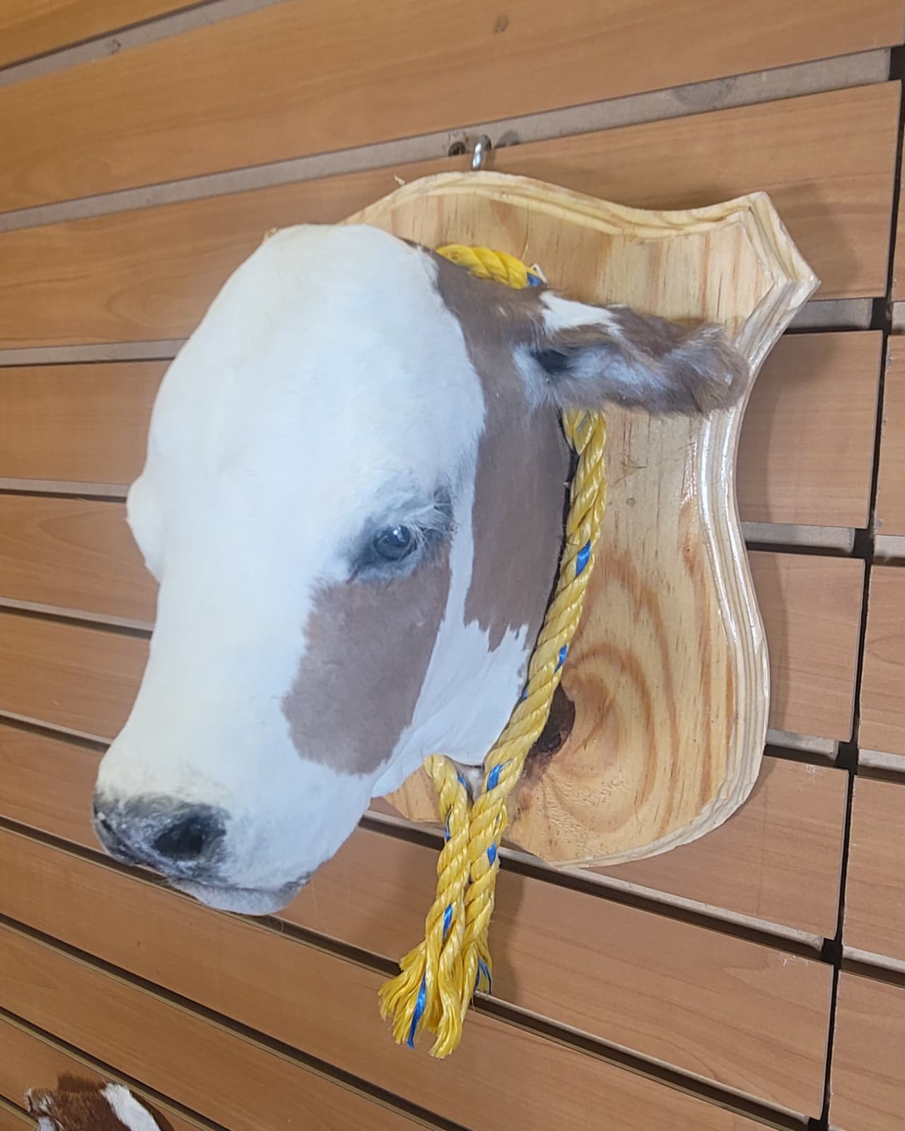 FHCOW10 - Mounted Calf Head – Taxidermy