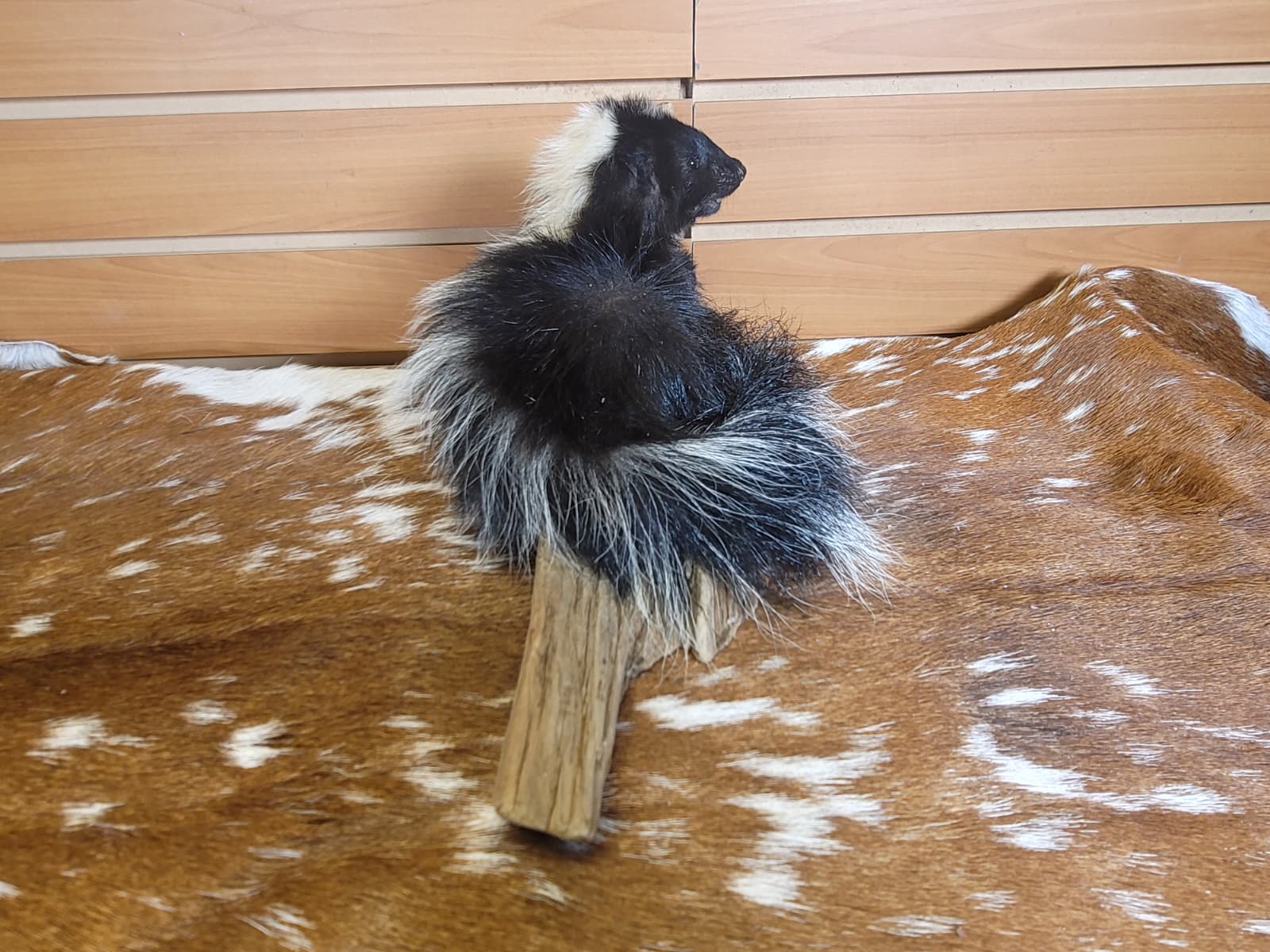 FHSKU310 - Full-Body baby Skunk Taxidermy Mount