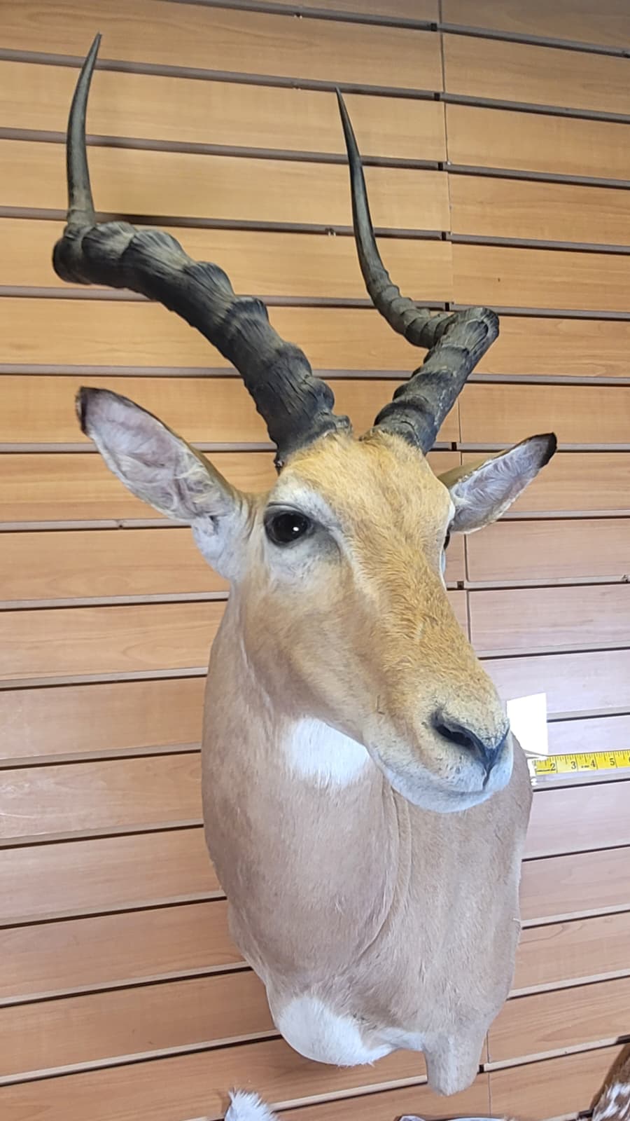 FHFF300 - Impala Head (Aepyceros melampus) – Taxidermy Mount