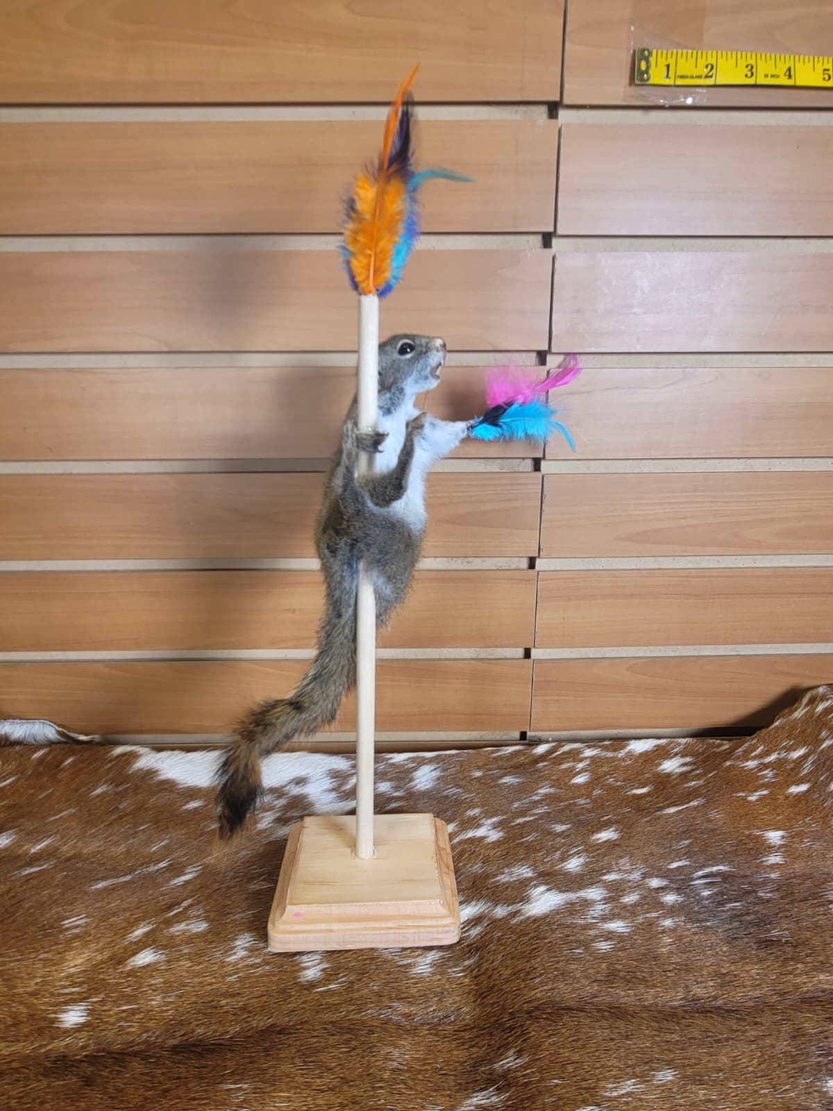 FHSQ302 - Stripping American Red Squirrel Taxidermy Mount