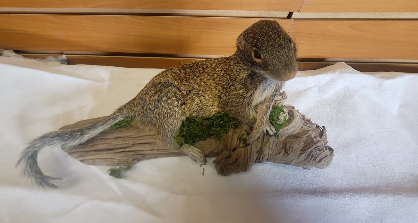 FHSQ300 - Franklin’s Ground Squirrel – Full Body Taxidermy Mount