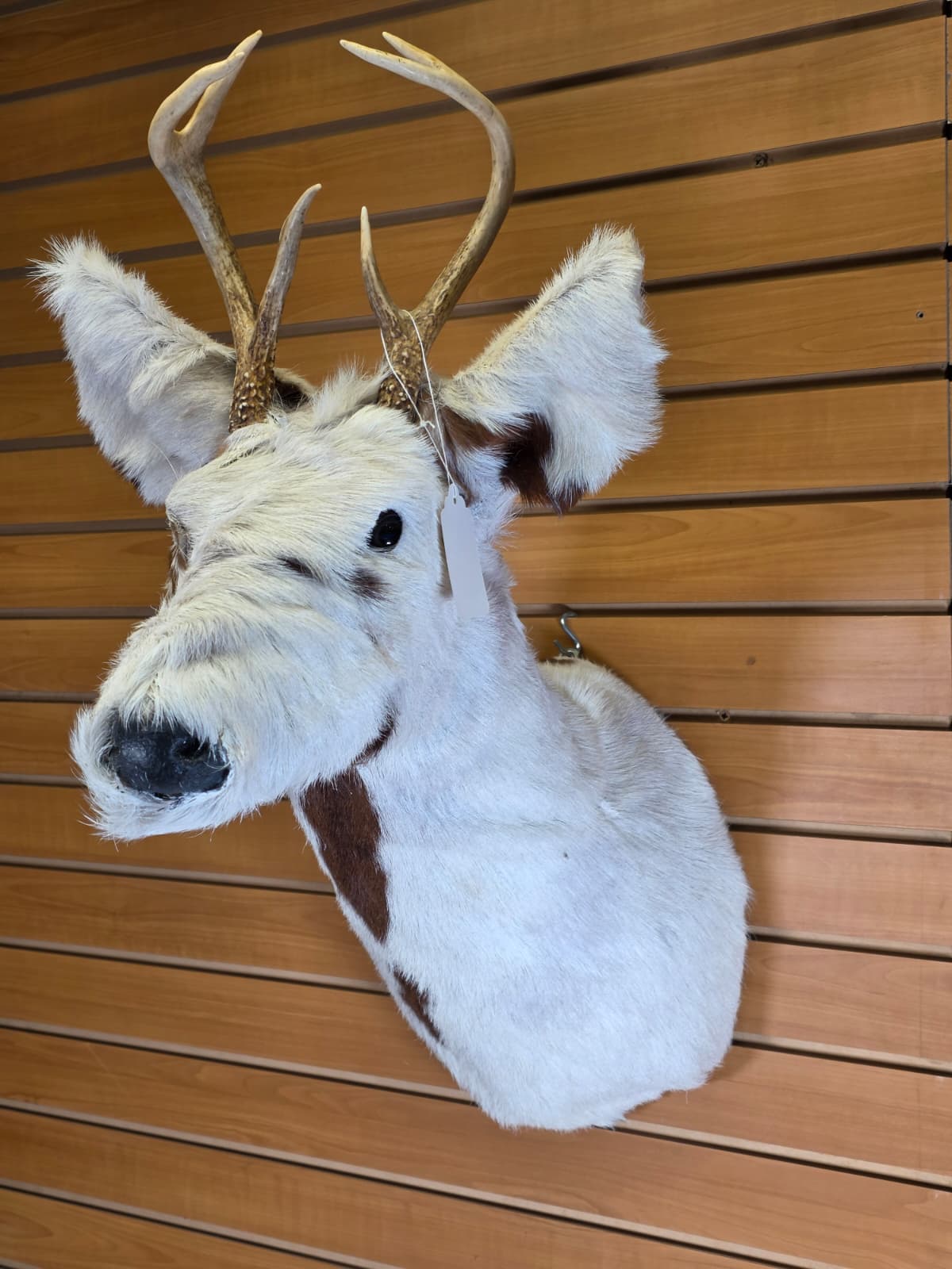 Jtv113 - replica Spotted Deer – Taxidermy Mount