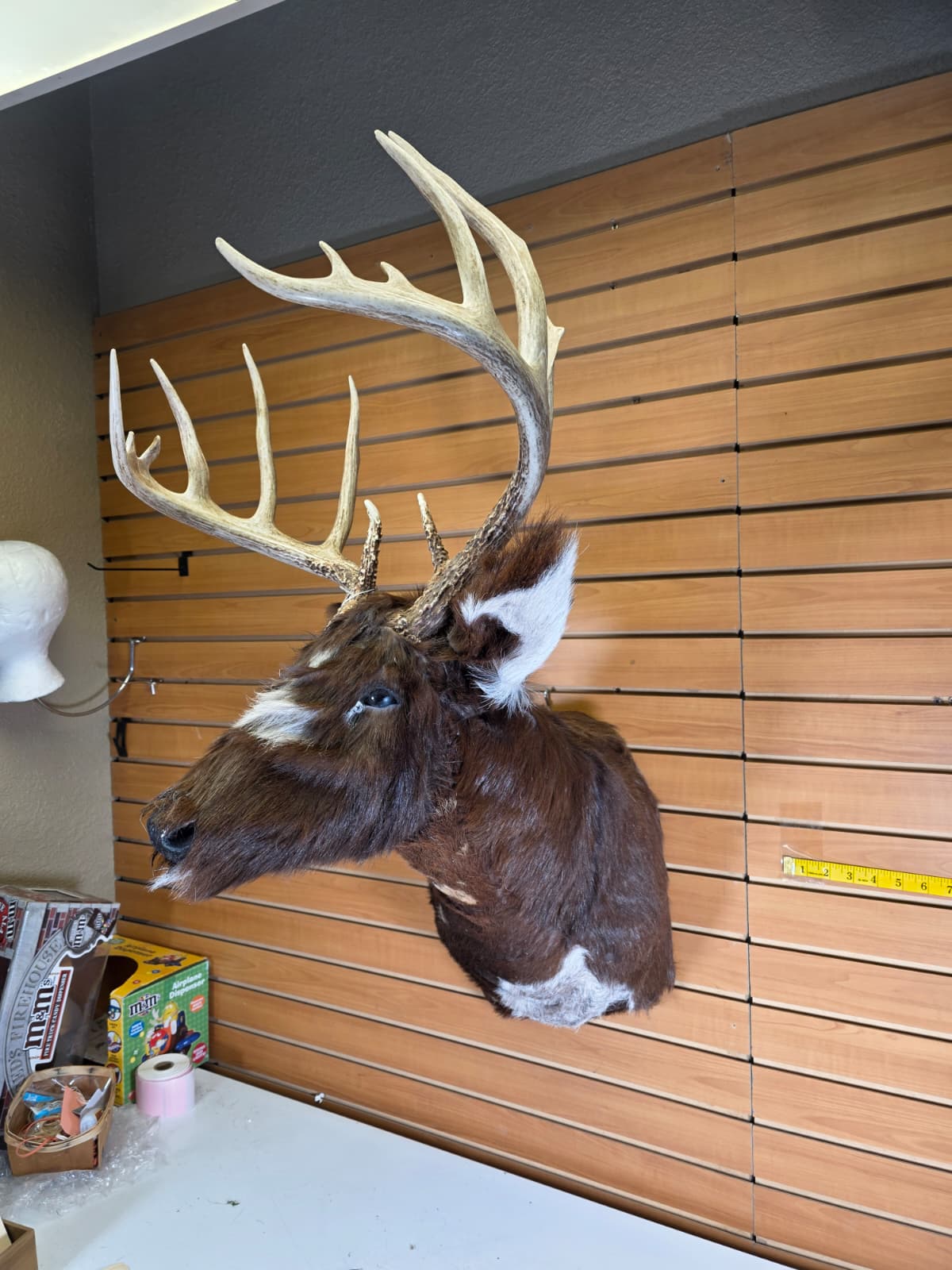Jtv112 - replica-Tailed Deer – Taxidermy Mount