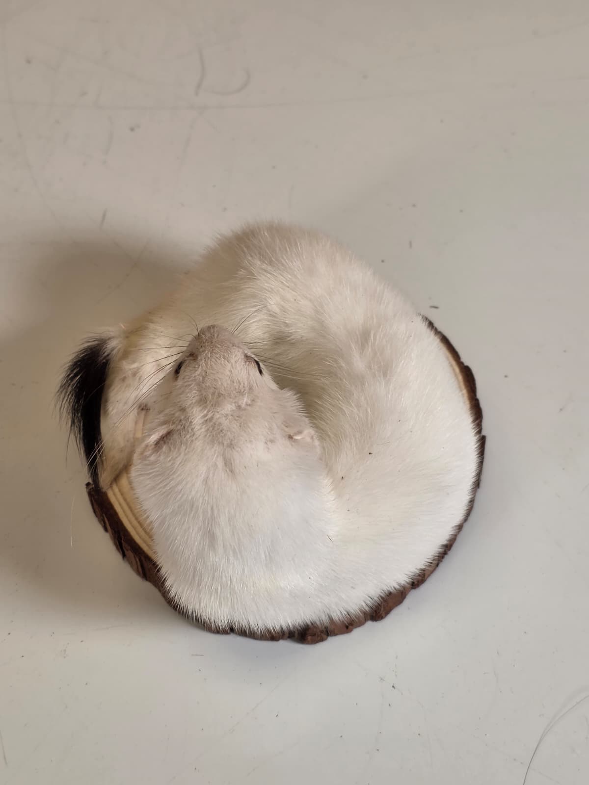 Fhck164 - Beautiful Adorable Weasel Ermine Small Animal Taxidermy