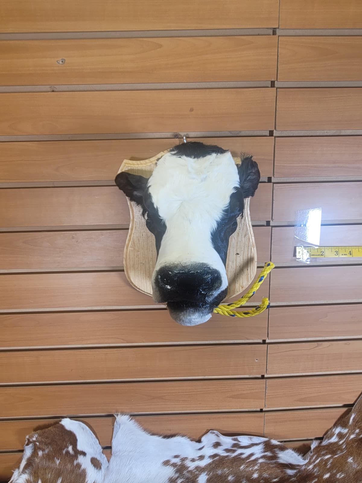 FHCOW307 - Mounted Calf Head – Taxidermy
