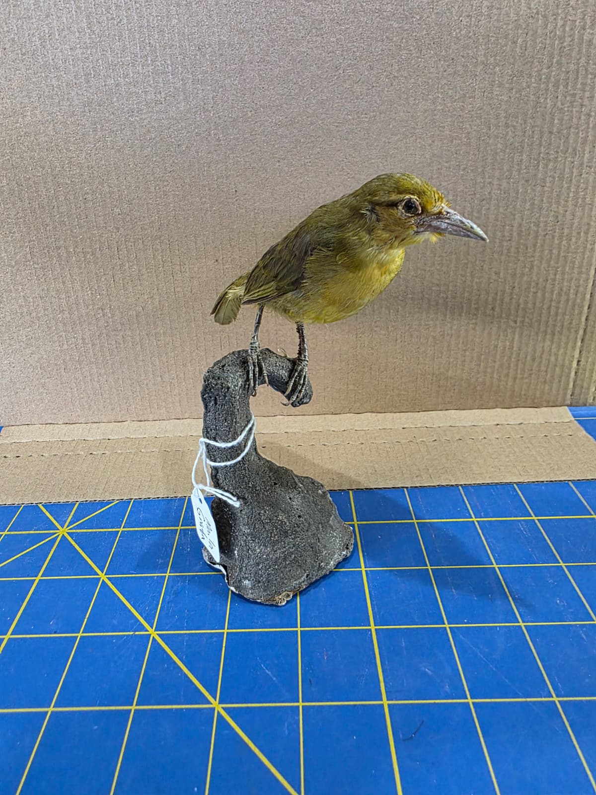Jtv315 - Maila Grata Taxidermy Bird Mount