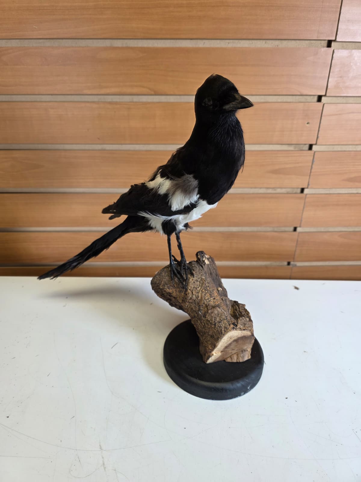 SPLL11 - Taxidermy Eurasian Magpie