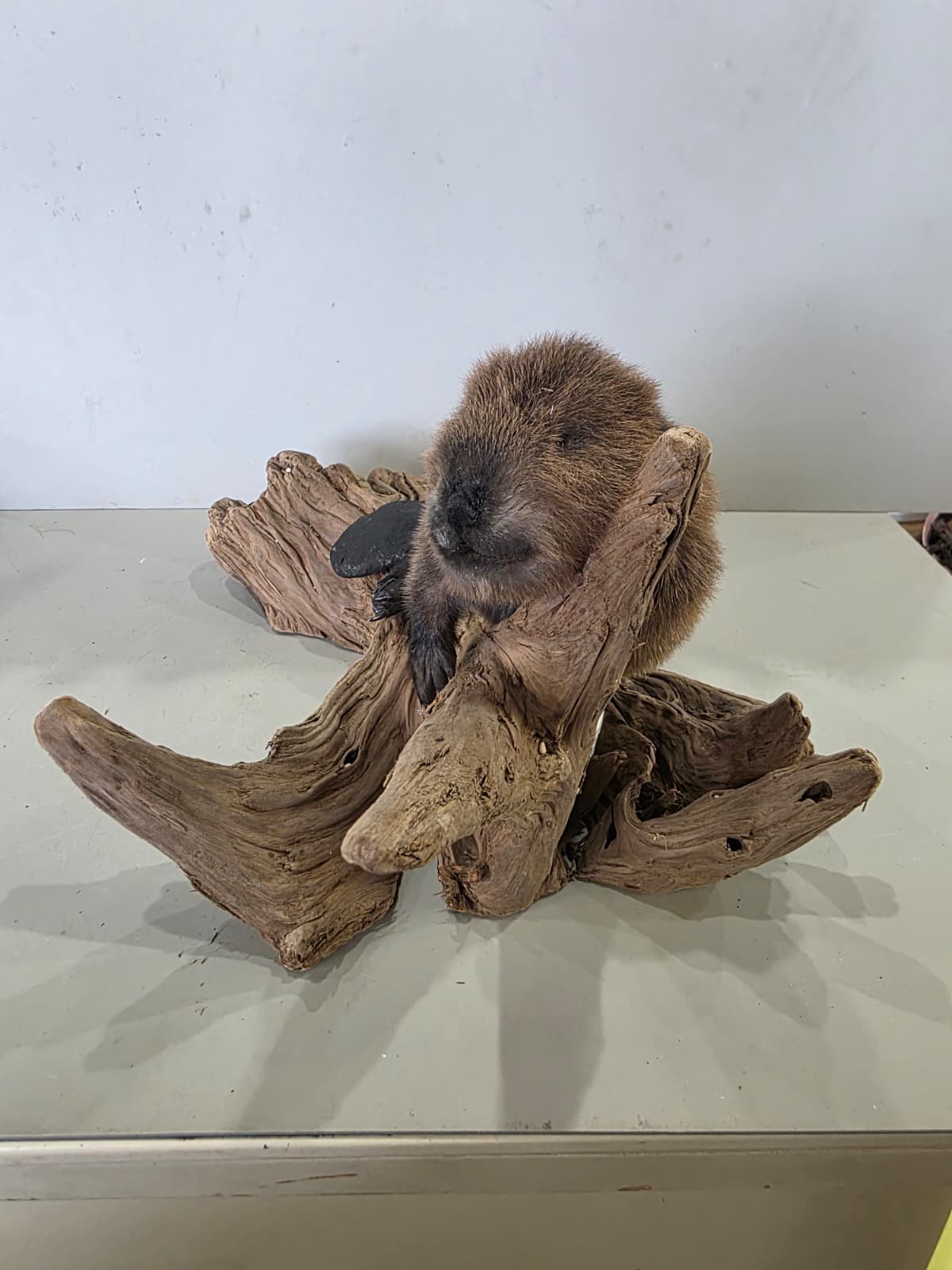 Fhck169 - Beaver Taxidermy Mount – Lifelike Woodland Display
