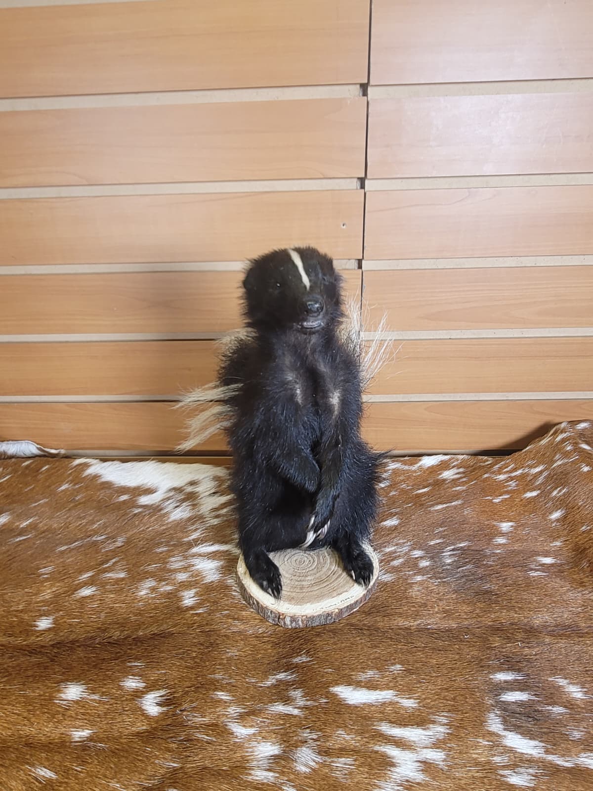 FHSKU307 - Full-Body baby Skunk Taxidermy Mount