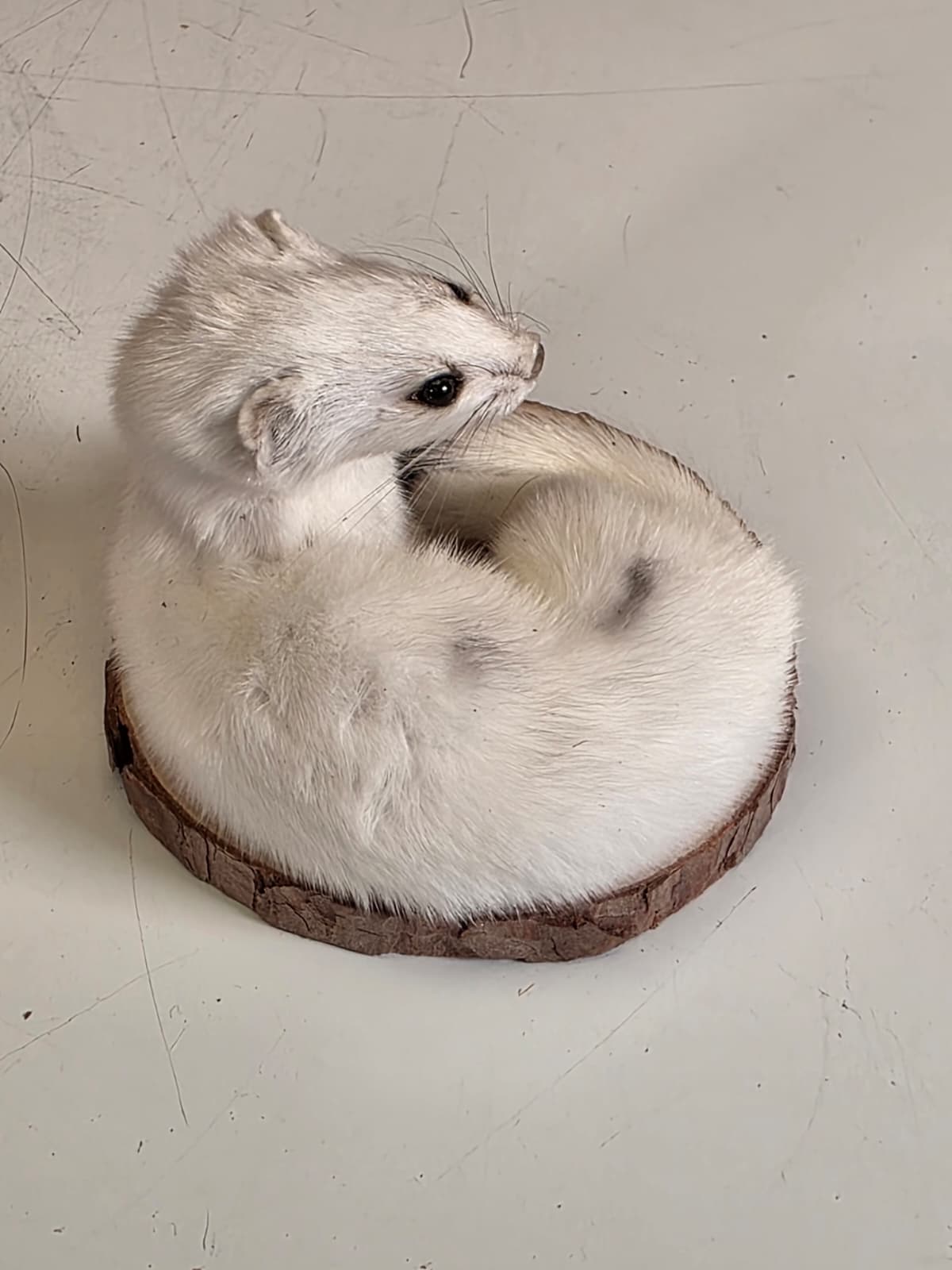 Fhck161 - Beautiful Adorable Weasel Ermine Small Animal Taxidermy