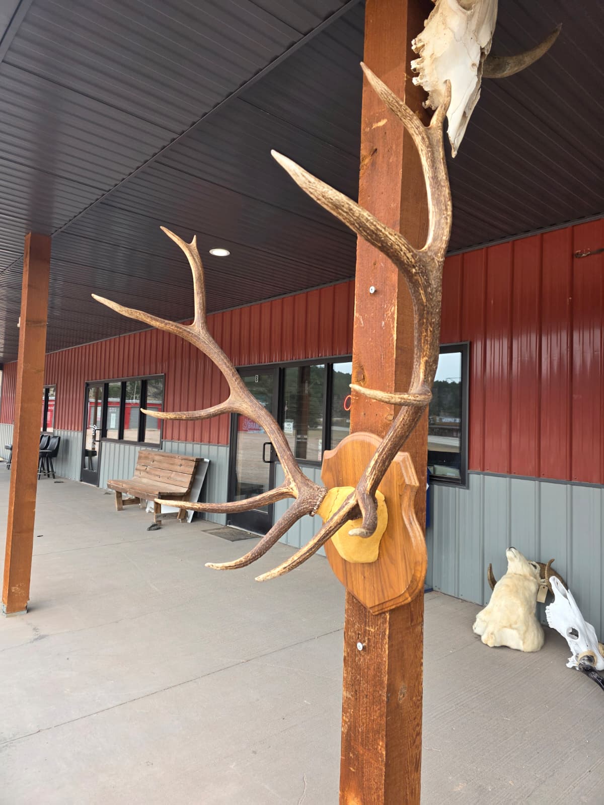 FHAB28 - Taxidermy Elk Antler