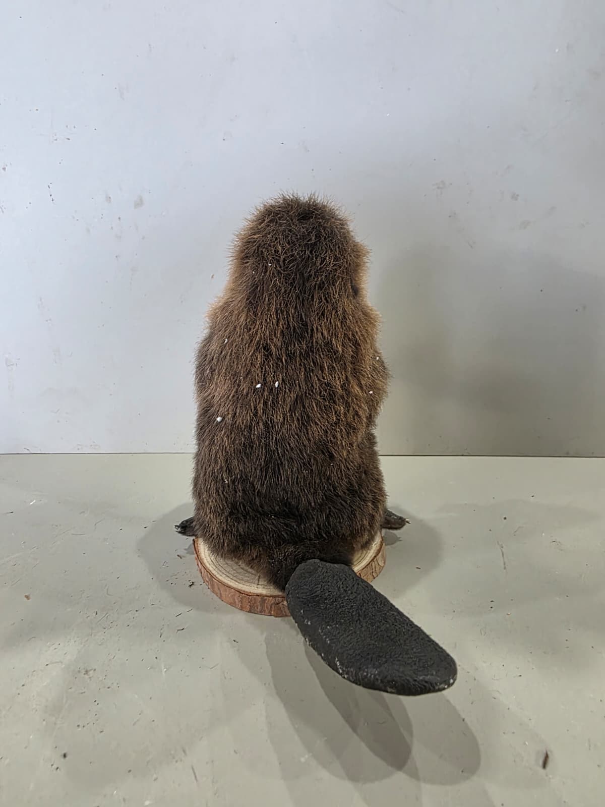 Fhck172 - Baby Beaver Taxidermy Mount – Lifelike Woodland Display