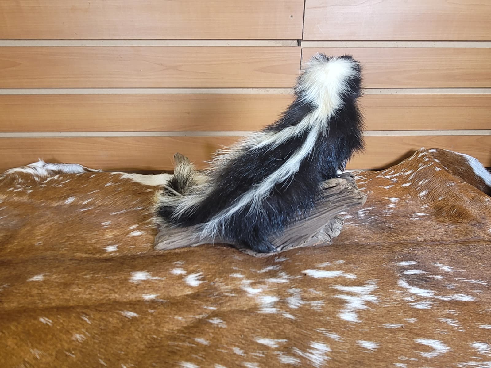 FHSKU308 - Full-Body baby Skunk Taxidermy Mount