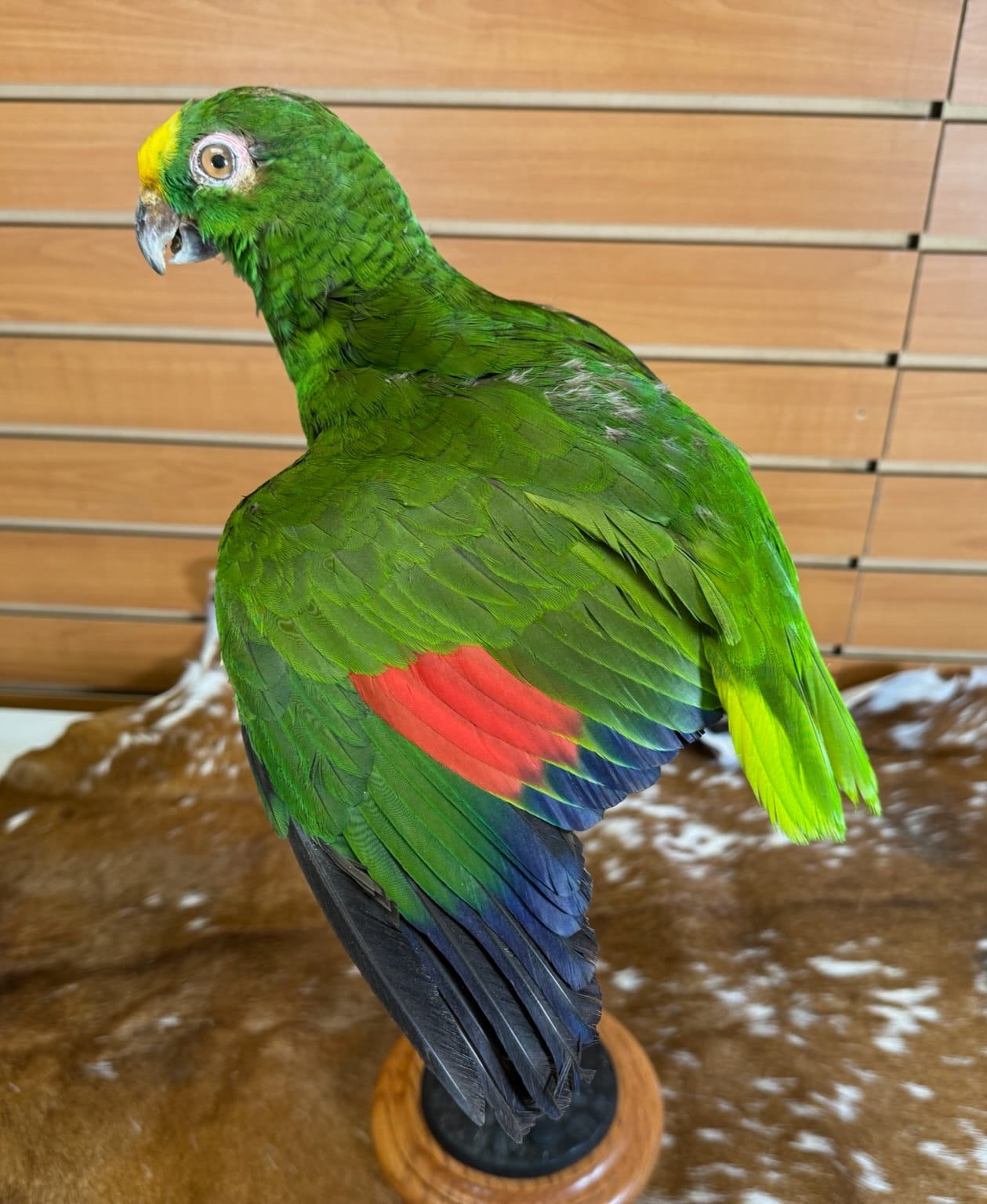 FHPAR301 - Yellow-crowned Amazon – Taxidermy Mount