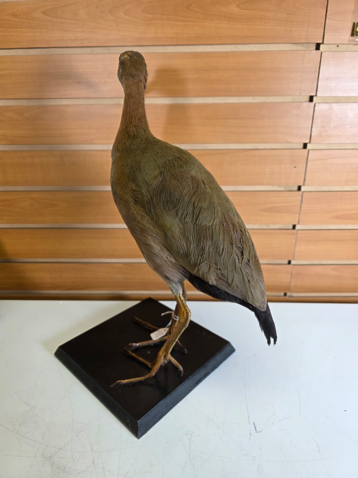 Jtv316 - Giant Wood Rail Taxidermy Mount – 16 Inches Tall