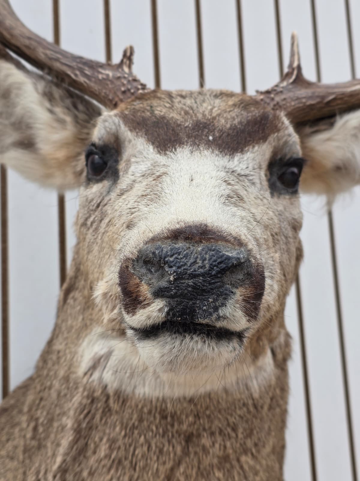 Drmq101 - Mule Deer Shoulder Mount Taxidermy – Wall Display