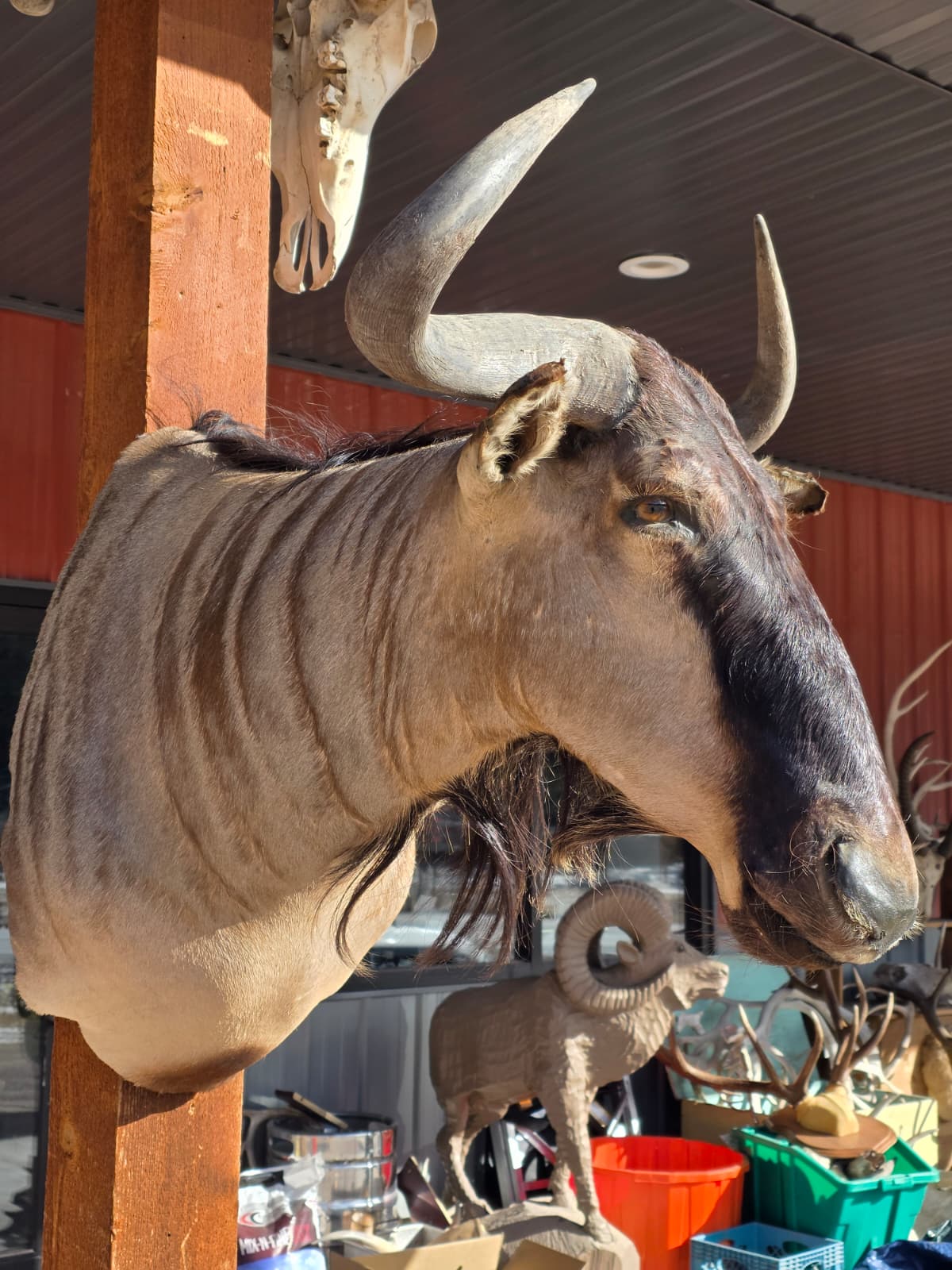 Spl12 - Golden Wildebeest Head Taxidermy
