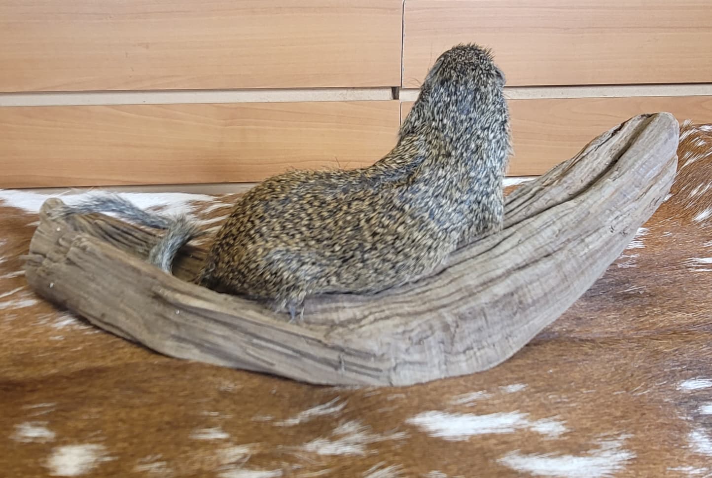 FHSQ306 - Franklin’s Ground Squirrel – Full Body Taxidermy Mount