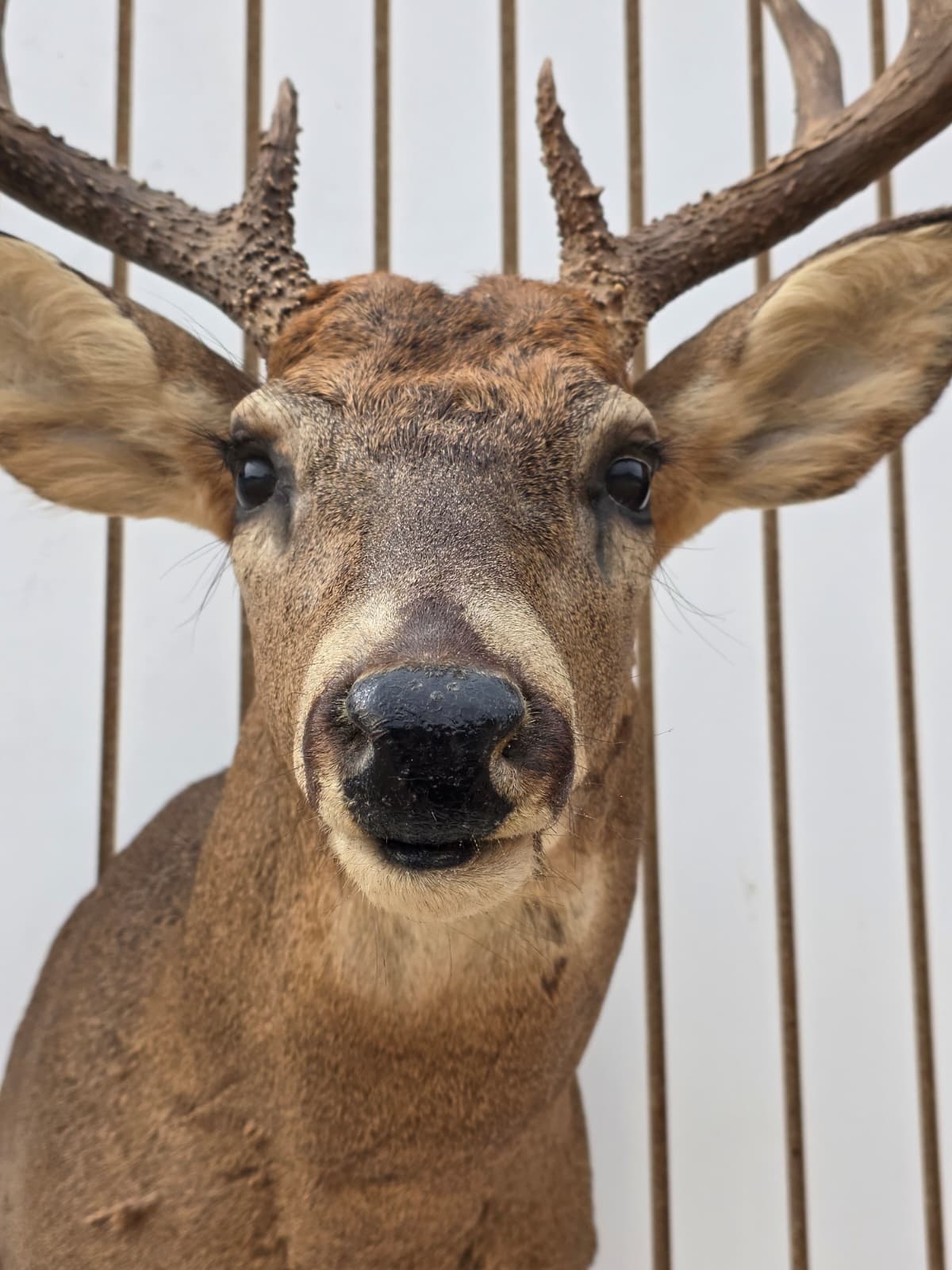 Fhdar8 - White-Tailed Deer Shoulder Mount – Taxidermy Wall Display