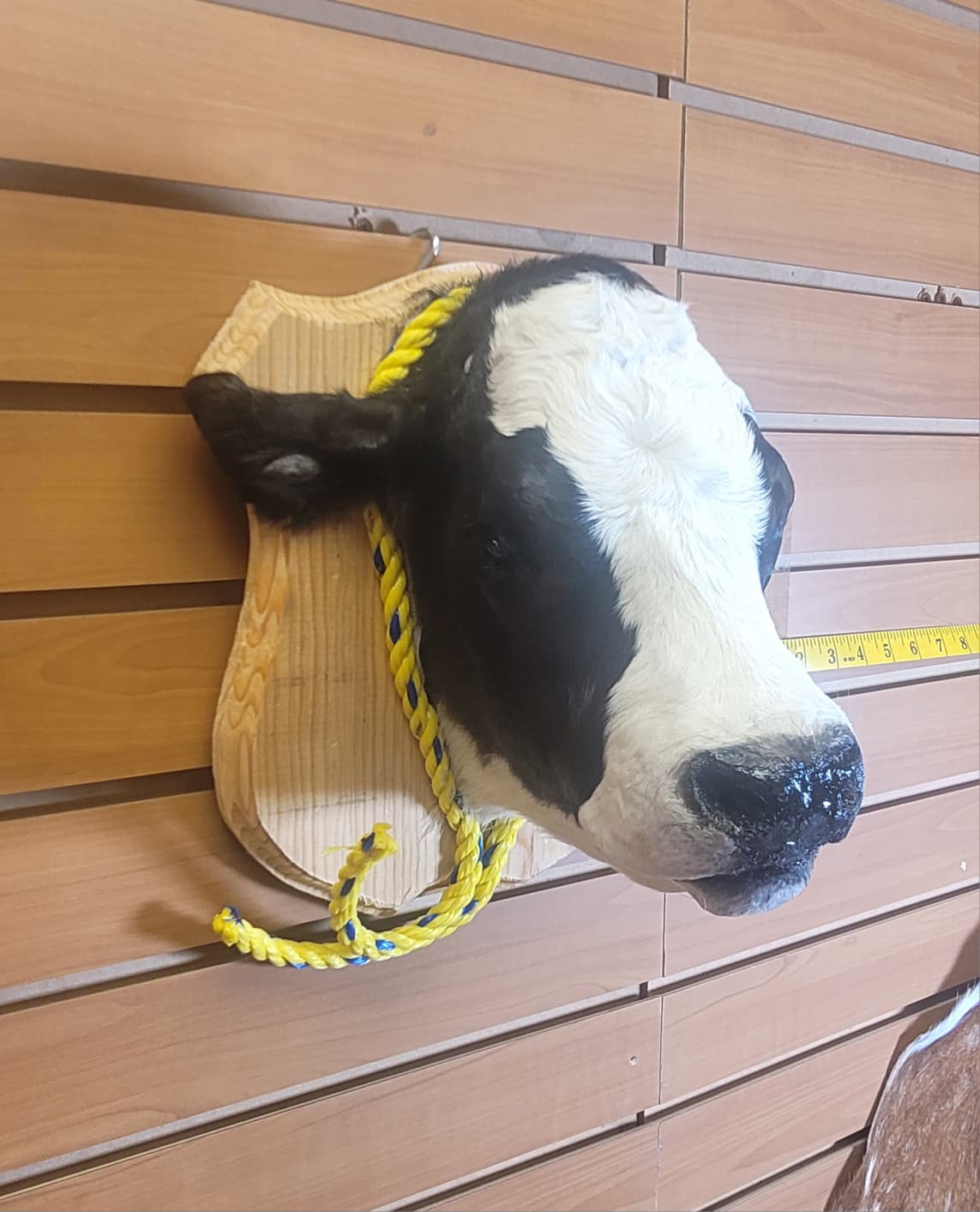 FHCOW308 - Mounted Calf Head – Taxidermy