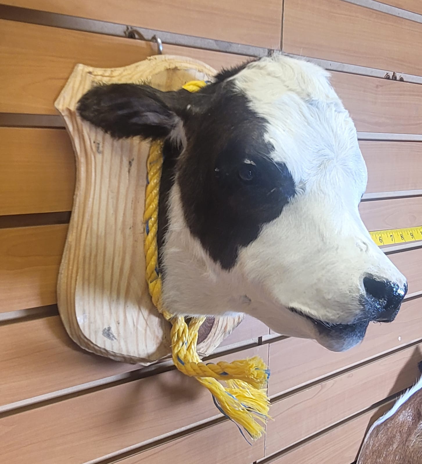 FHCOW311 - Mounted Calf Head – Taxidermy